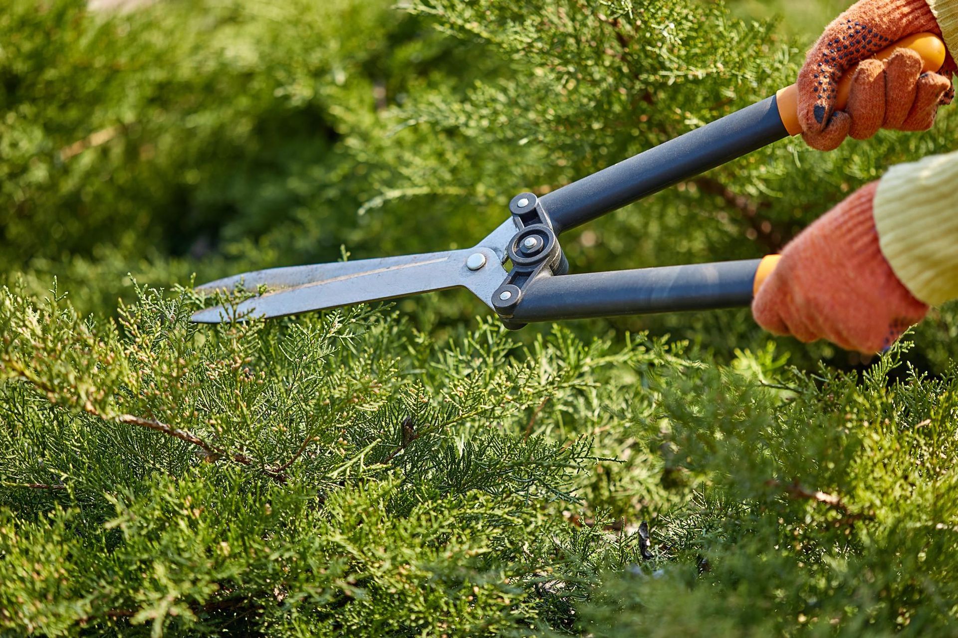 A person is cutting a bush with a pair of scissors.