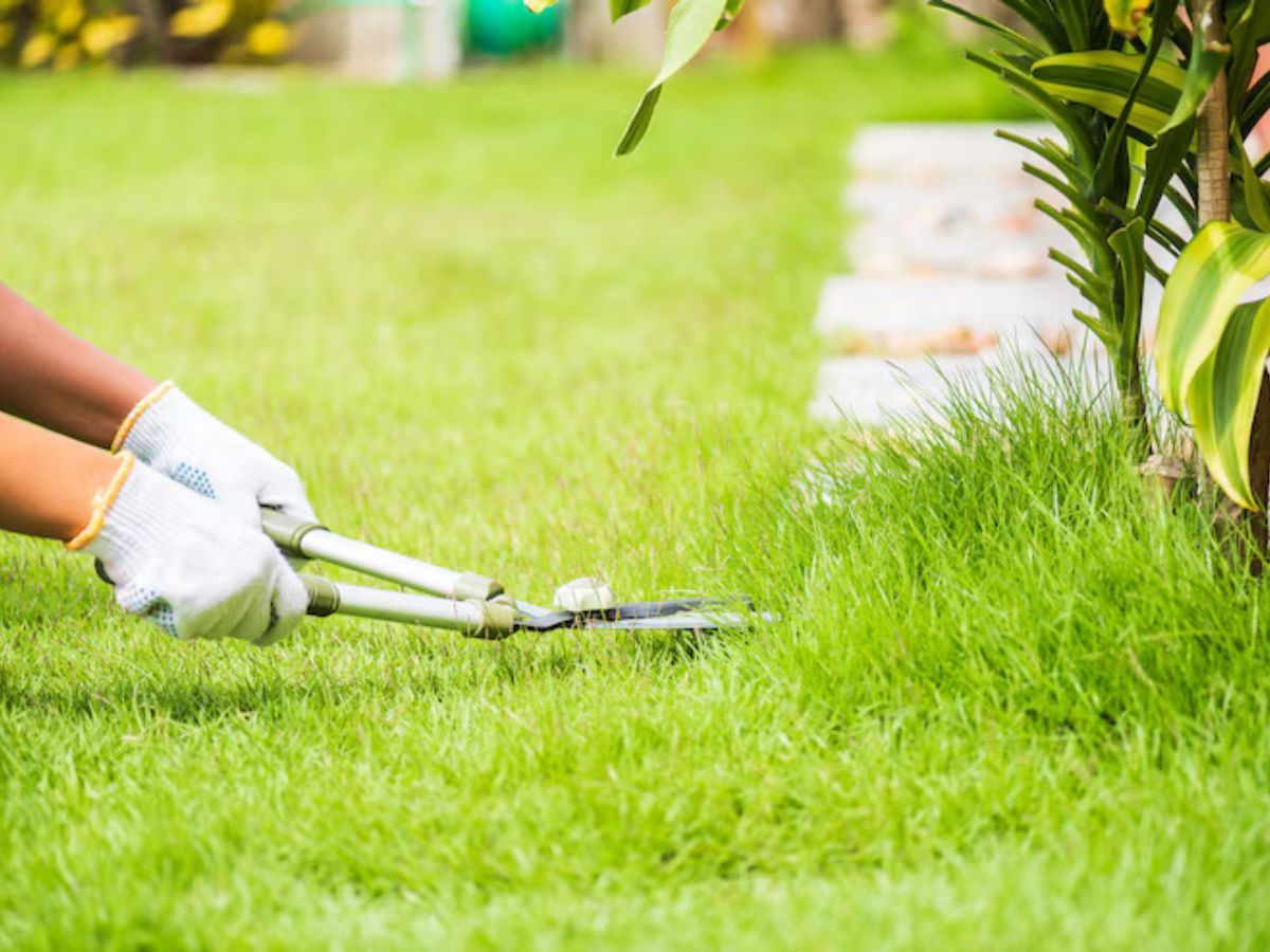 Expert Lawn Care Madera