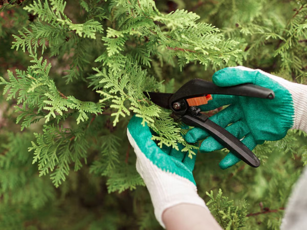 A park with irrigation-system