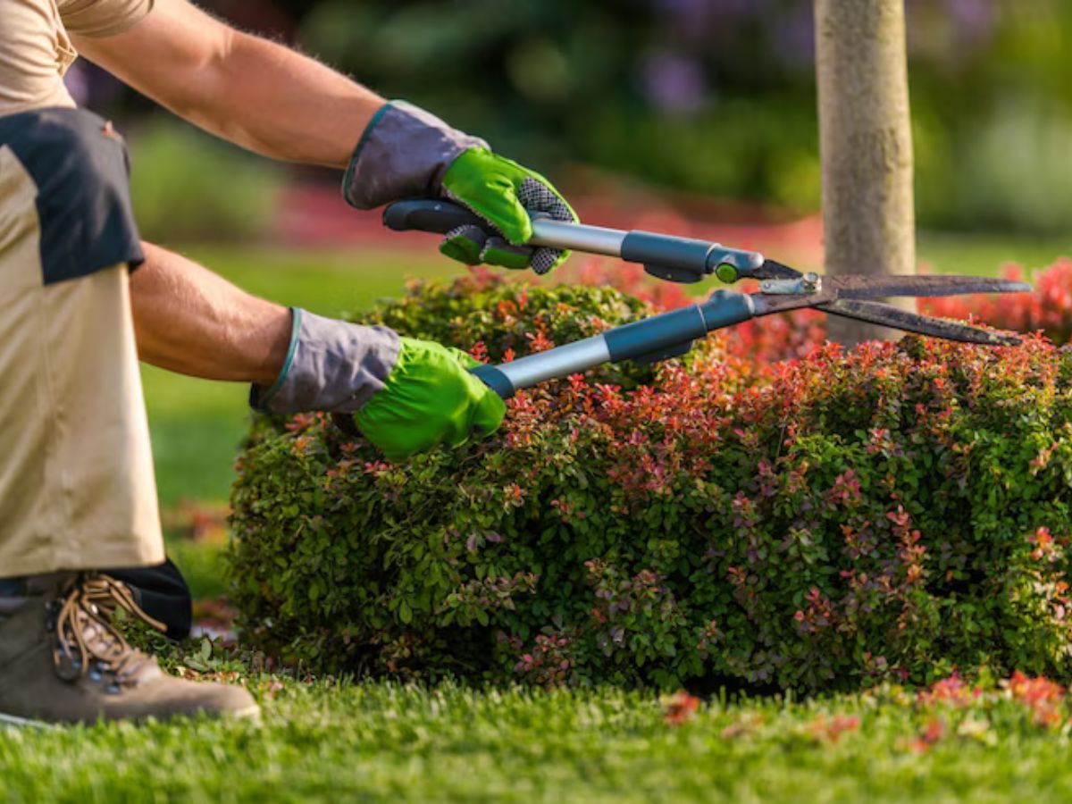  Lawn Care Madera