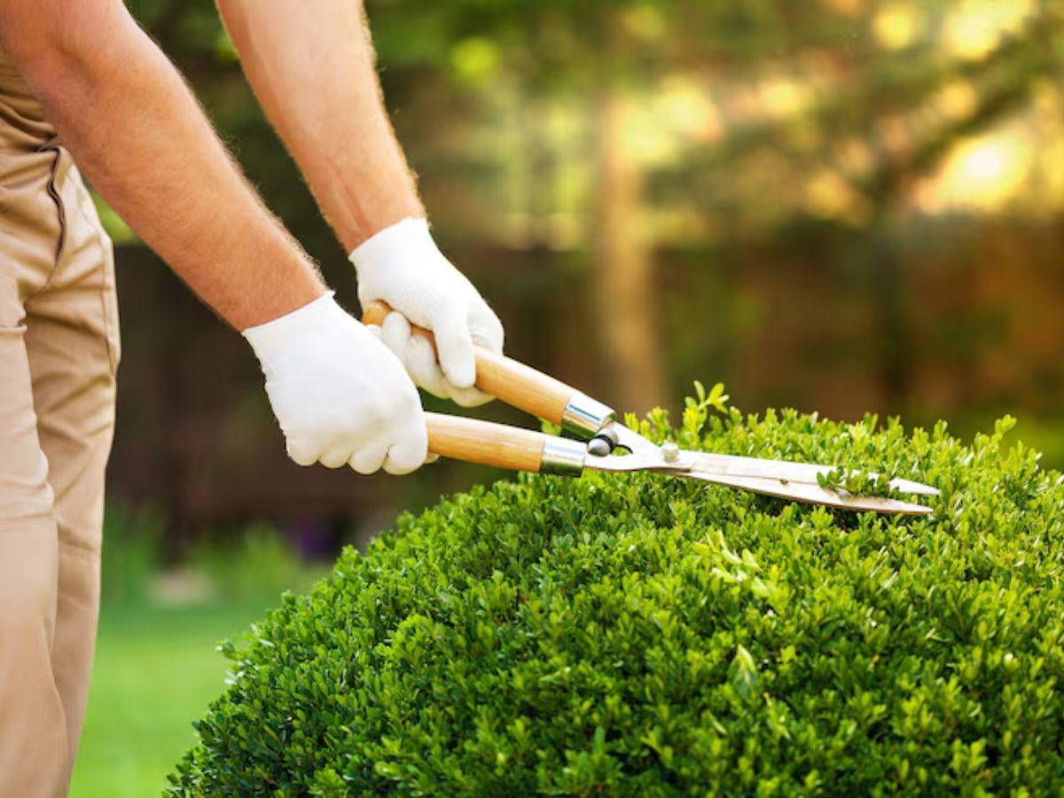 Selma – lawn care