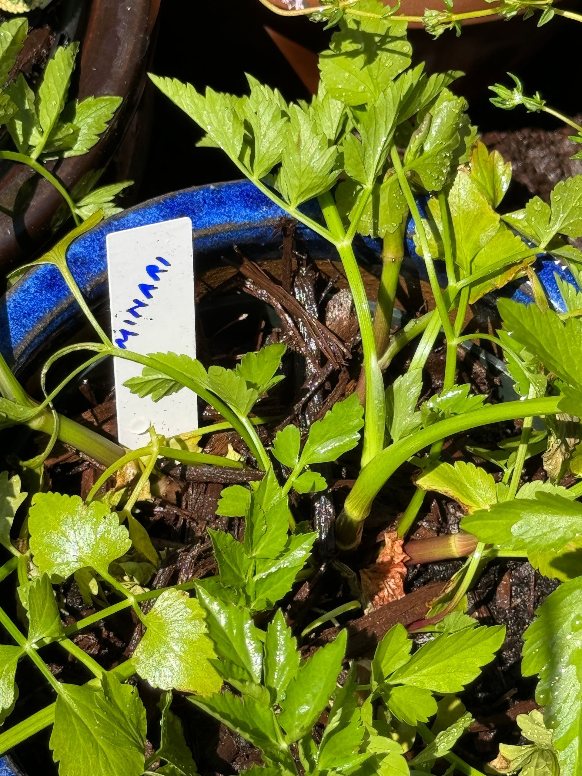 A plant with a label that says minami on it