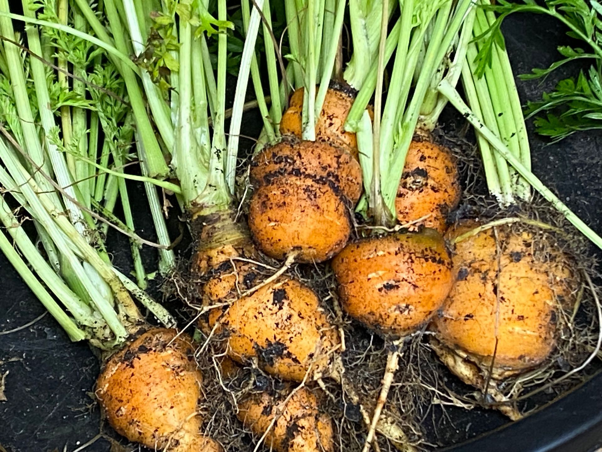 A bunch of carrots are sitting on a black surface.