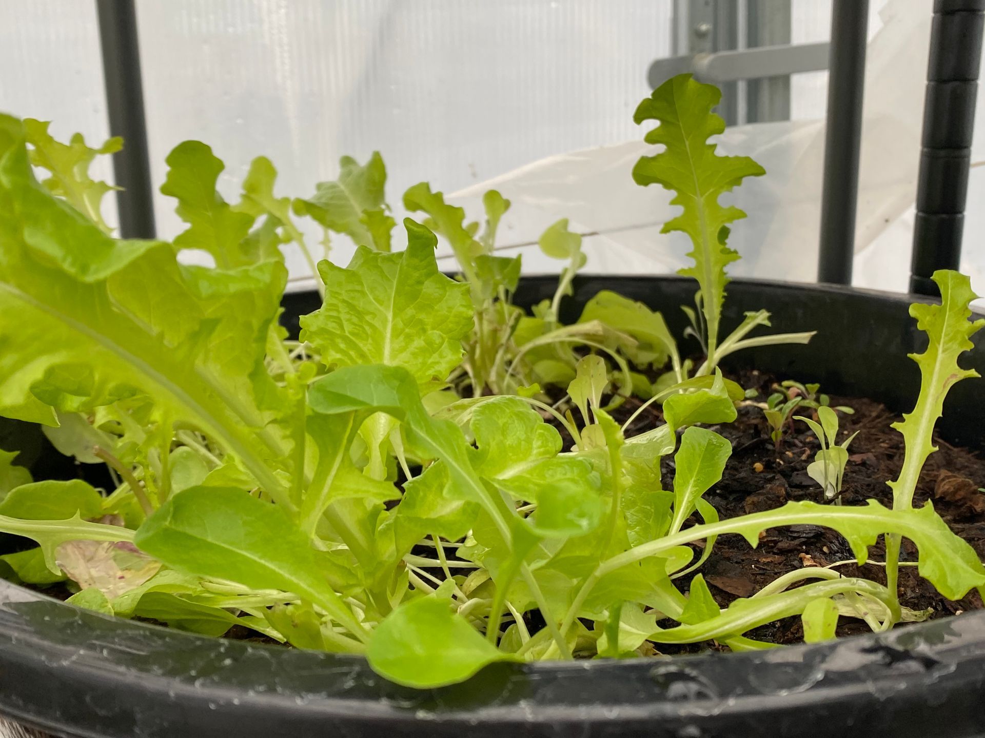 A close up of lettuce growing in a black pot