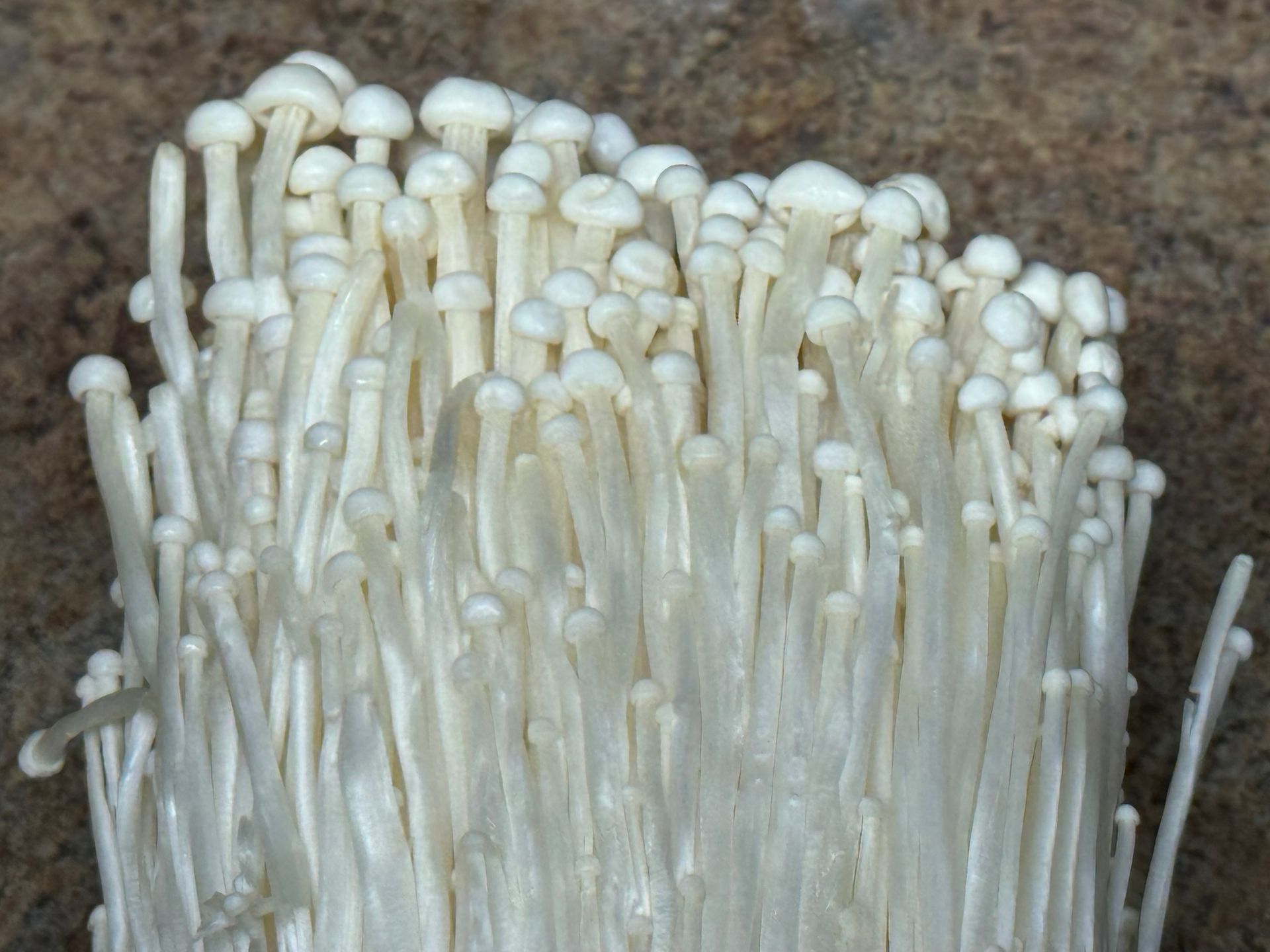 adding mushrooms to hot oil