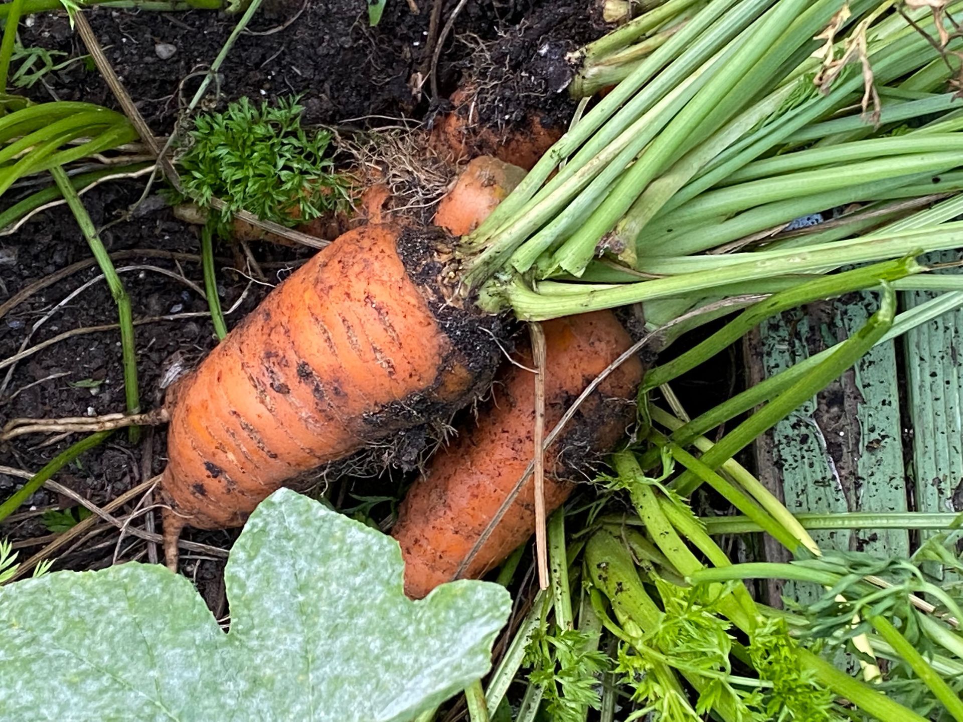 A bunch of carrots are growing out of the ground.