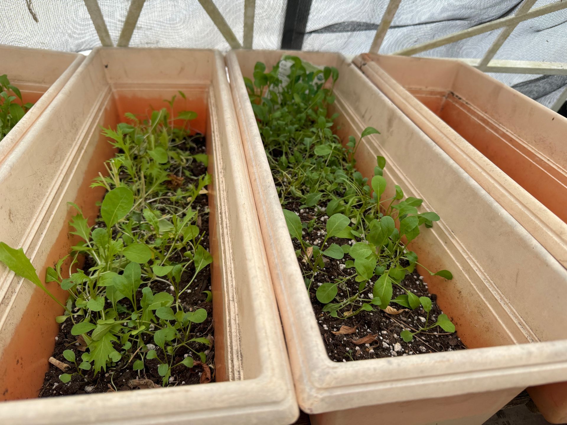 A row of planters with plants growing in them