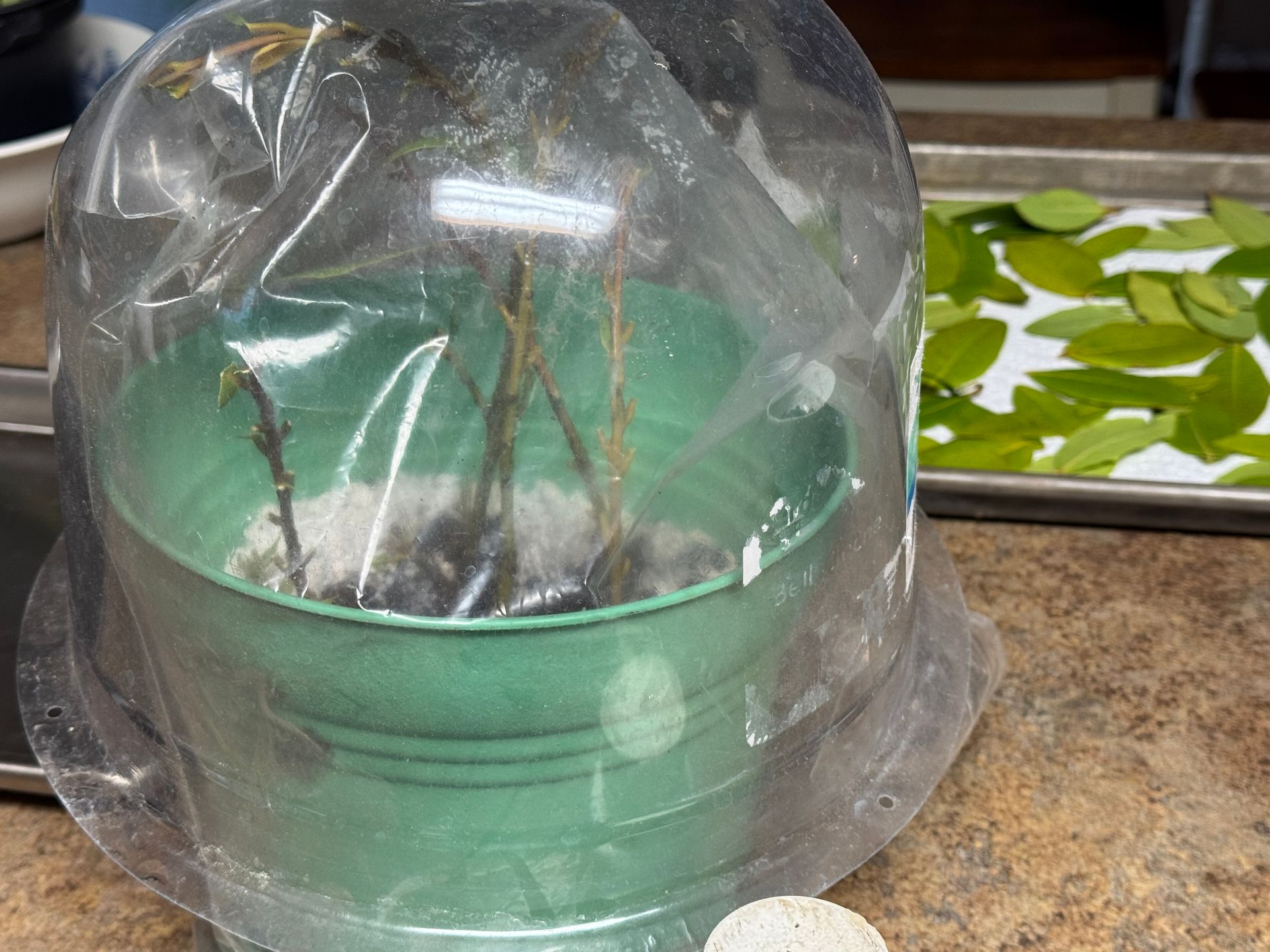 A green pot with a clear plastic dome over it