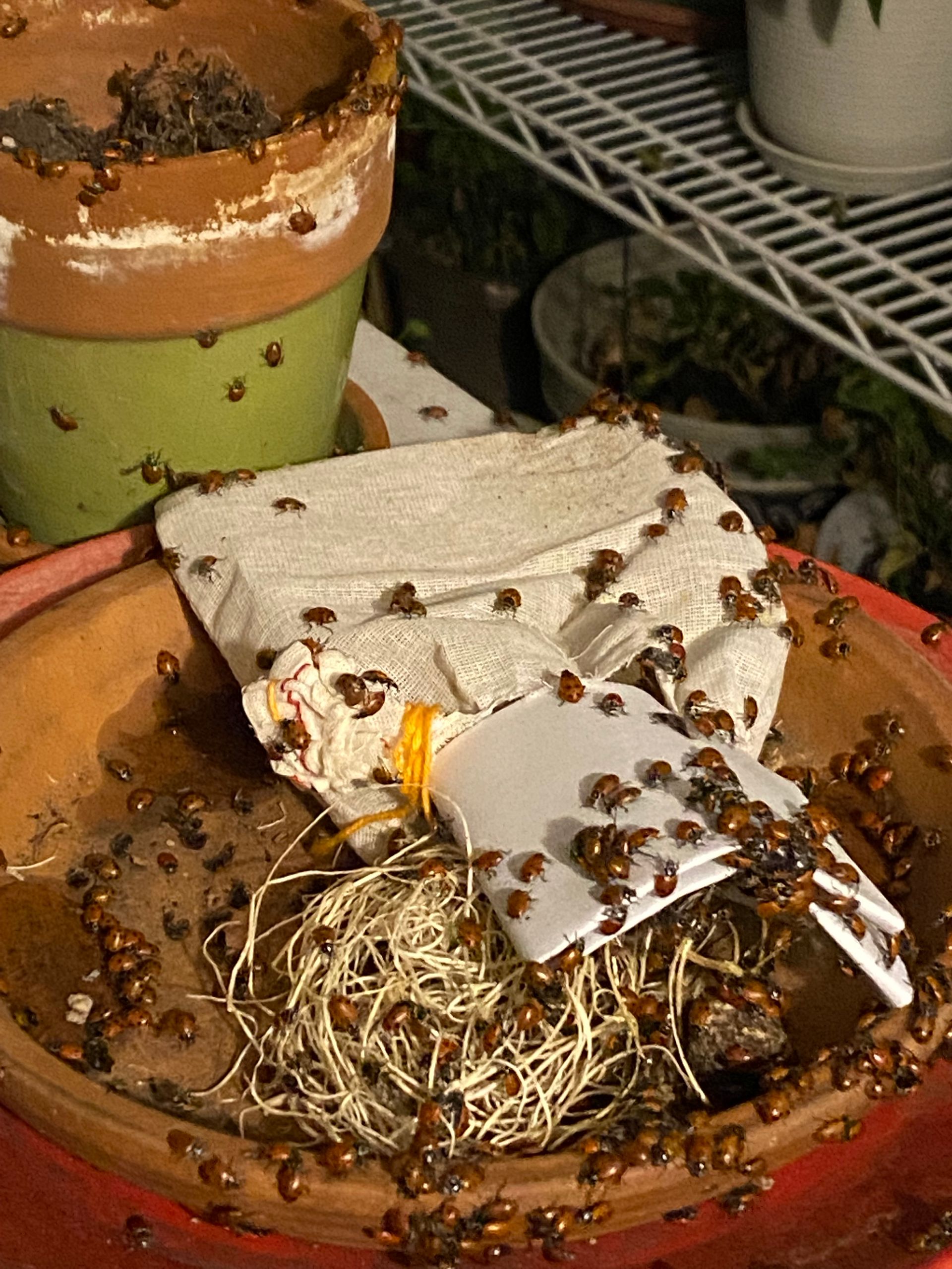A bunch of bugs are sitting on a potted plant