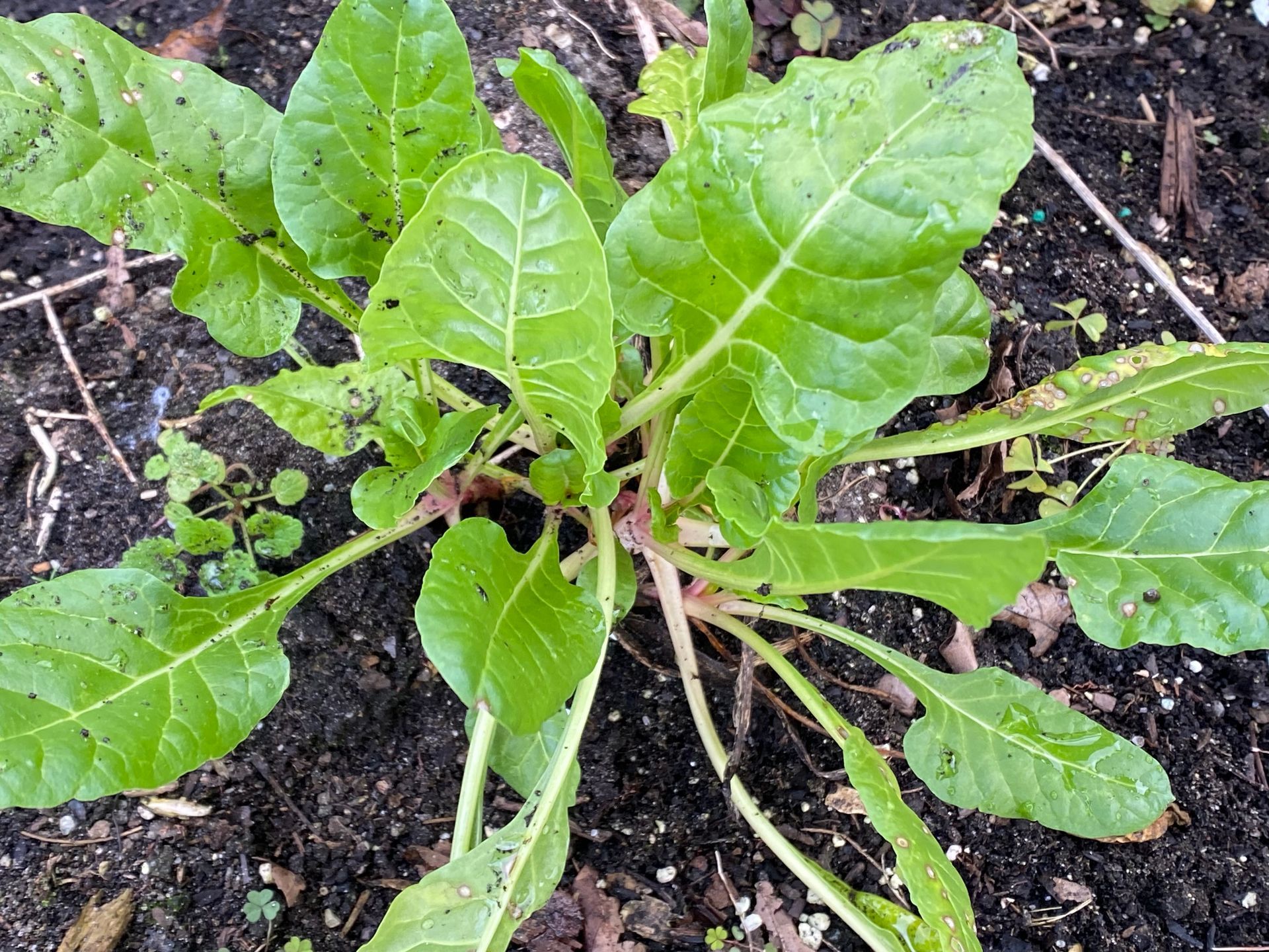A close up of a green plant growing out of the ground.