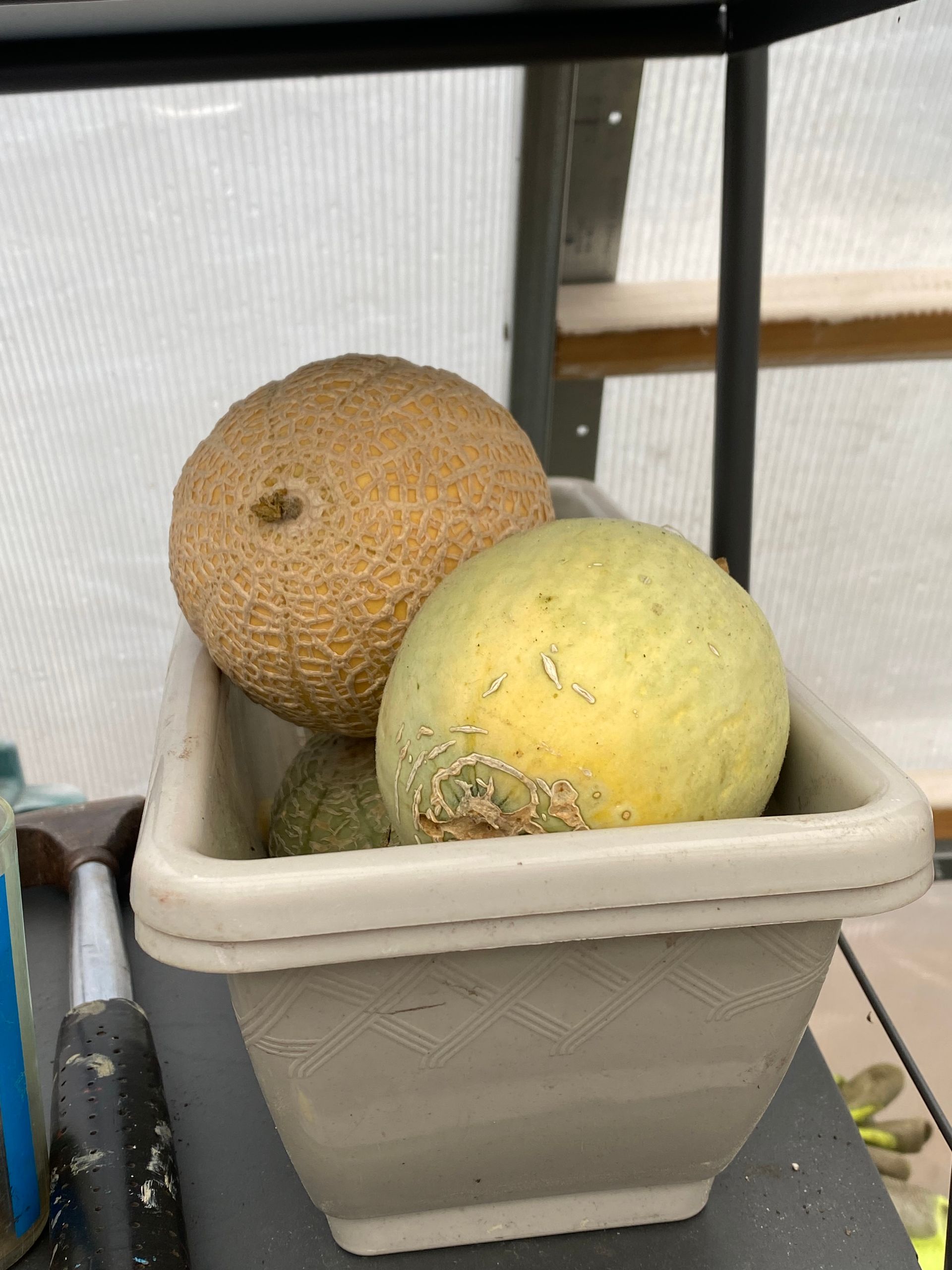 Two melons are in a white container on a table.