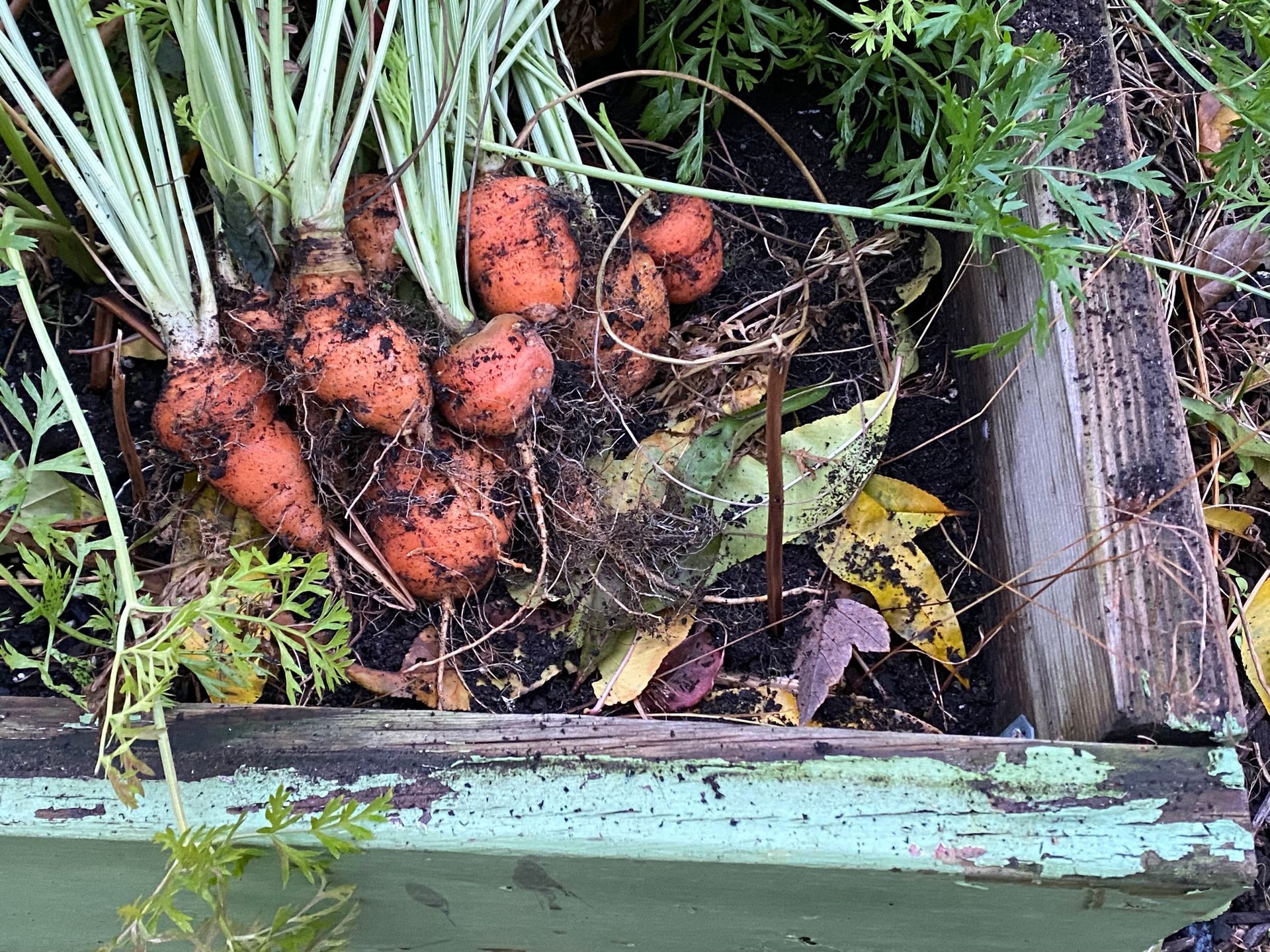 A bunch of carrots are growing in a wooden box.