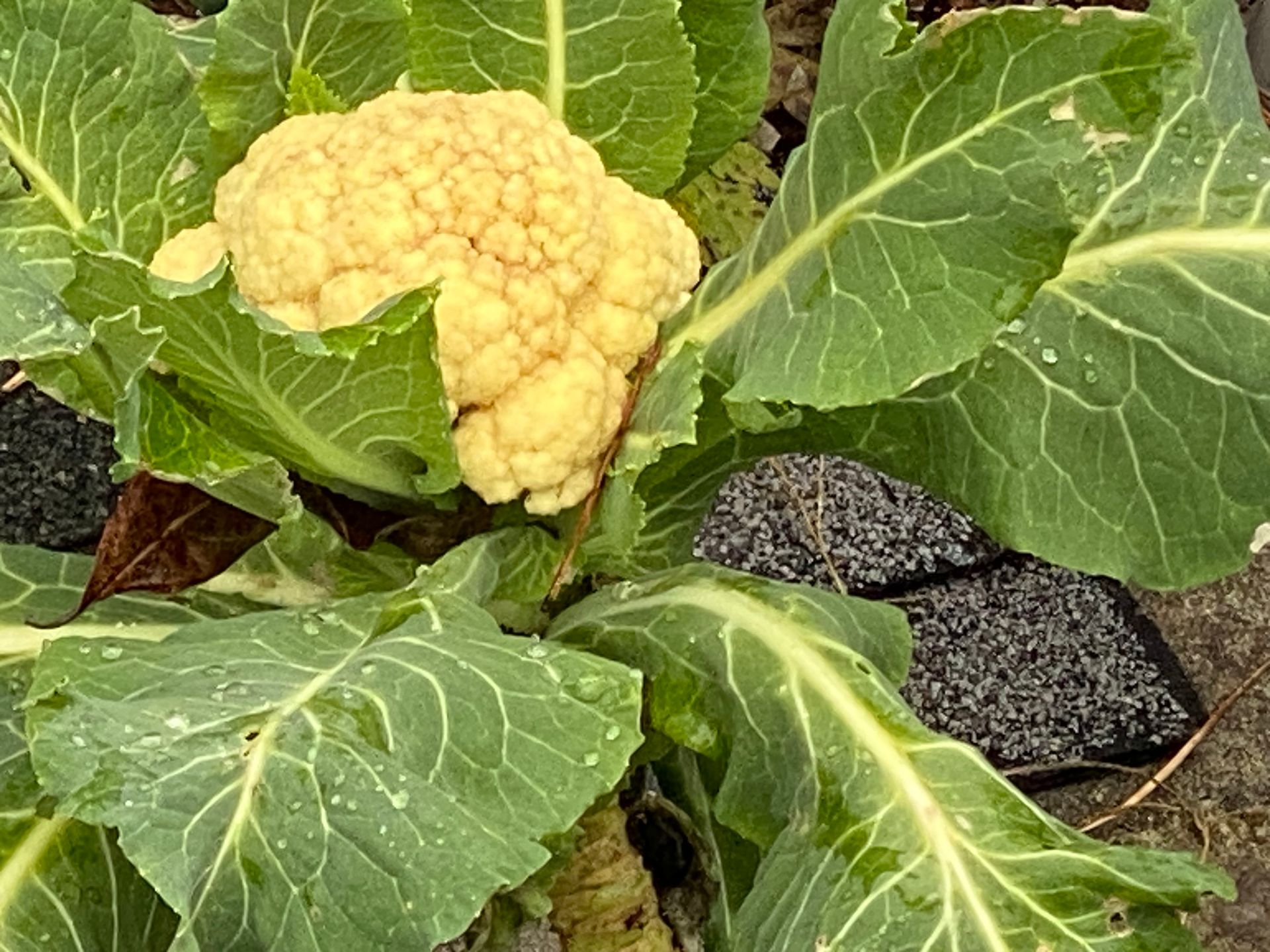 A close up of a cauliflower plant with green leaves