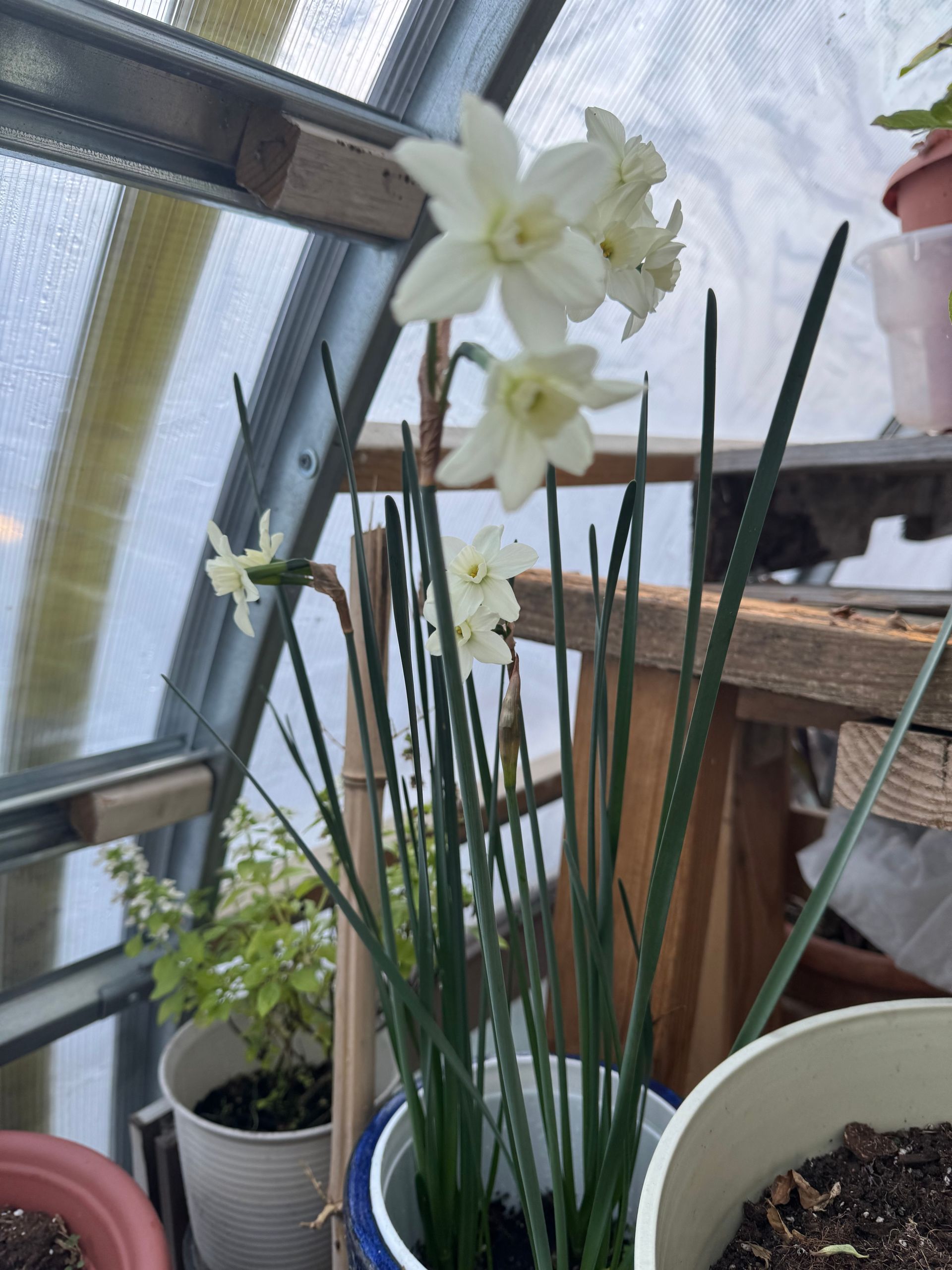 A potted plant with white flowers and green stems