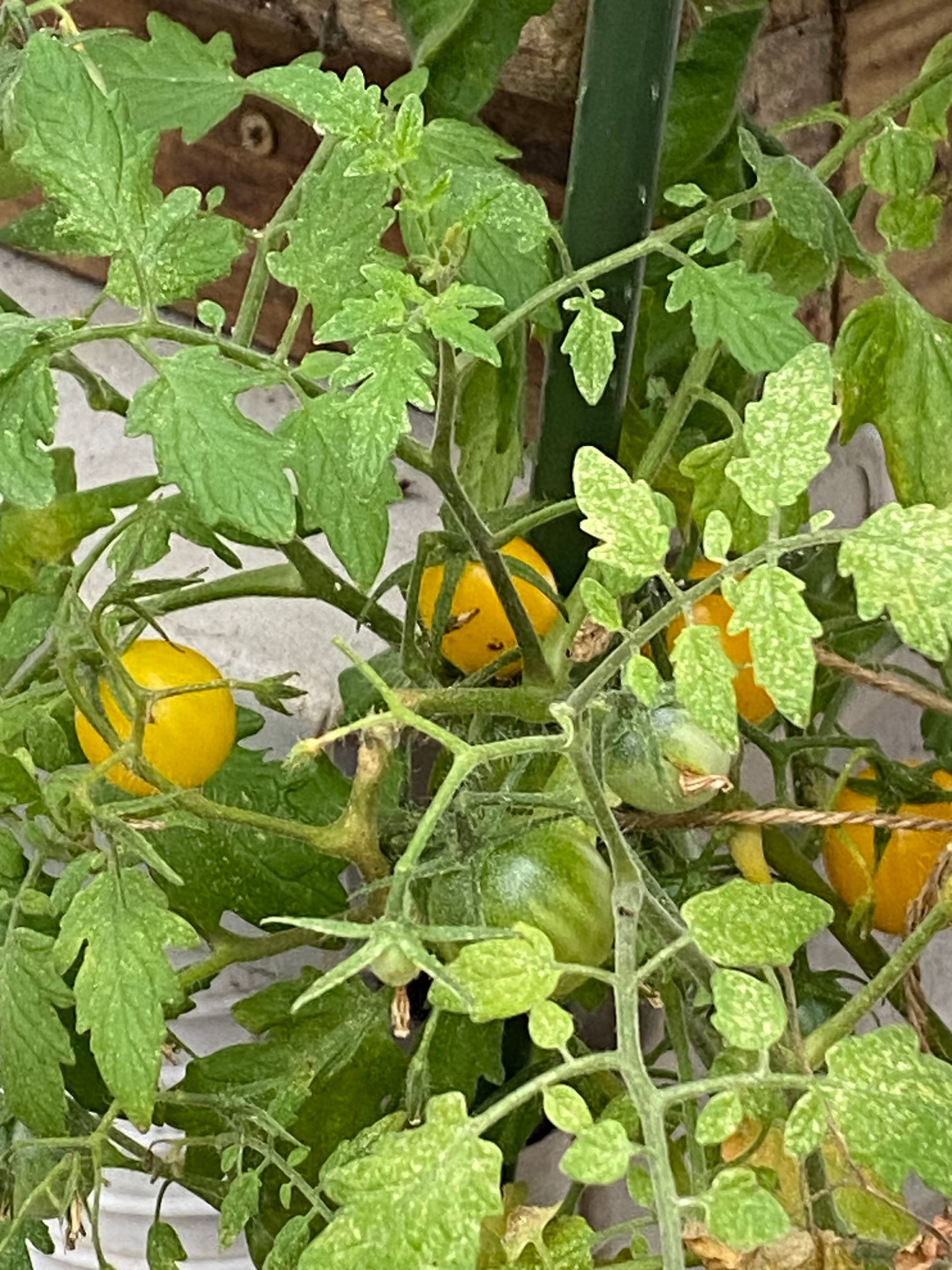 A close up of a tomato plant with yellow tomatoes growing on it.