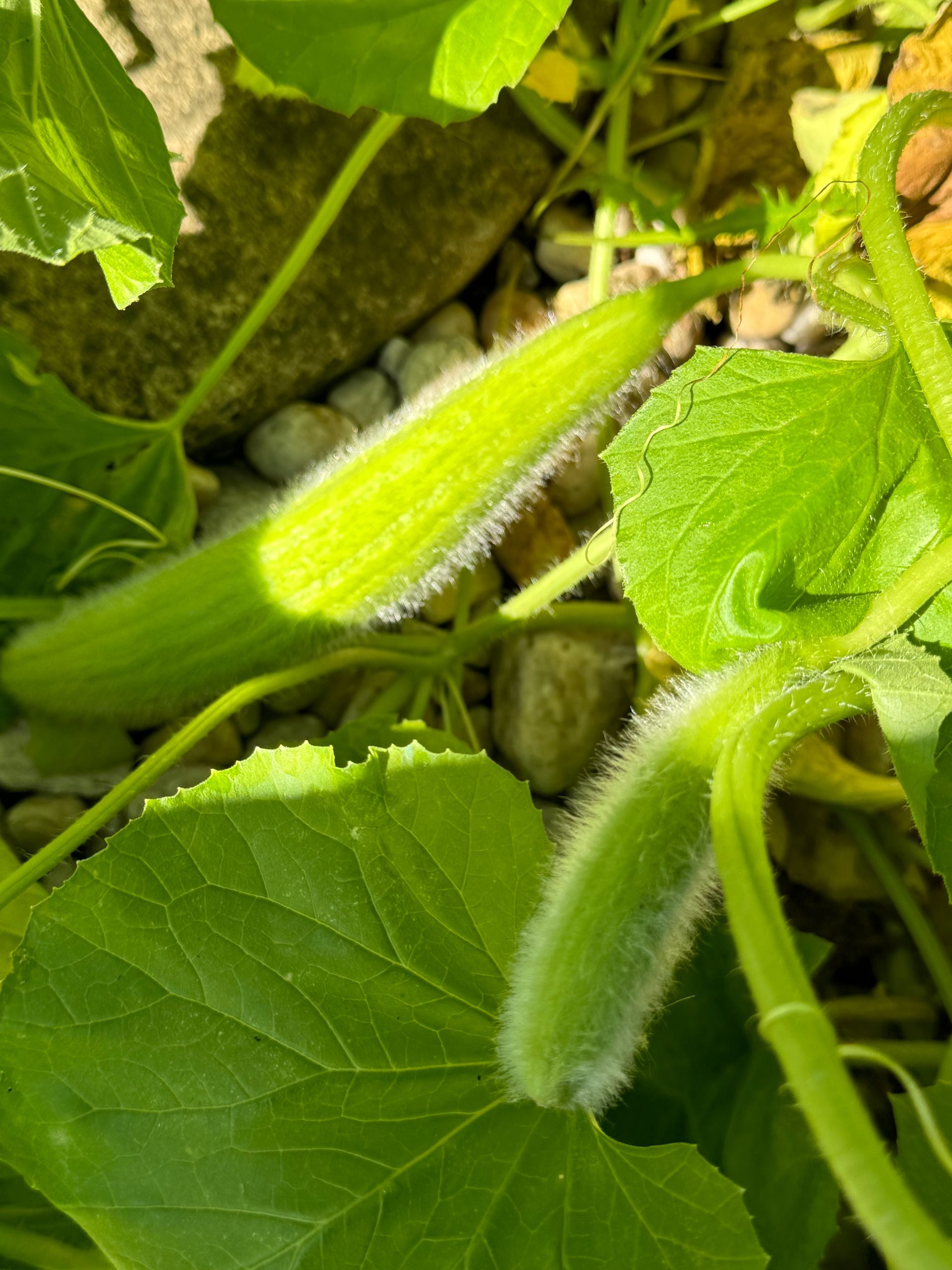 A close up of a green plant with a long stem and leaves.