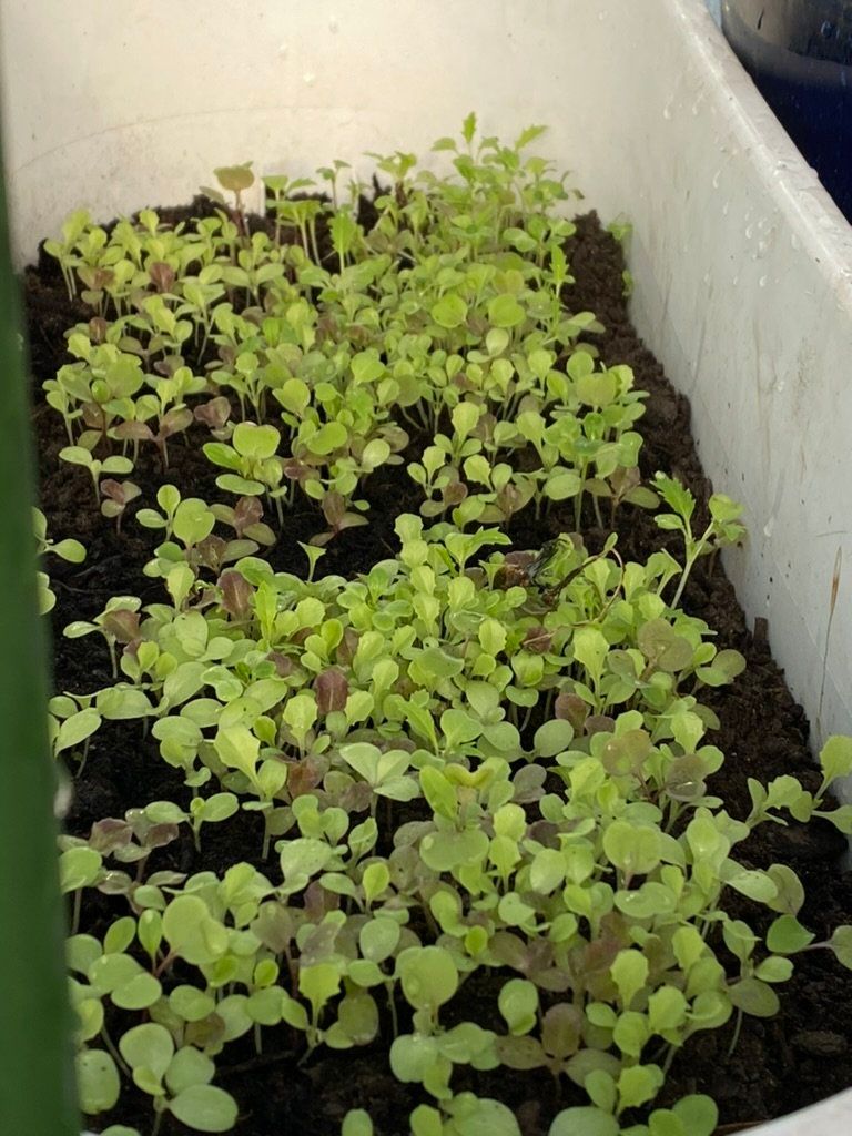 A white tub filled with lots of green plants