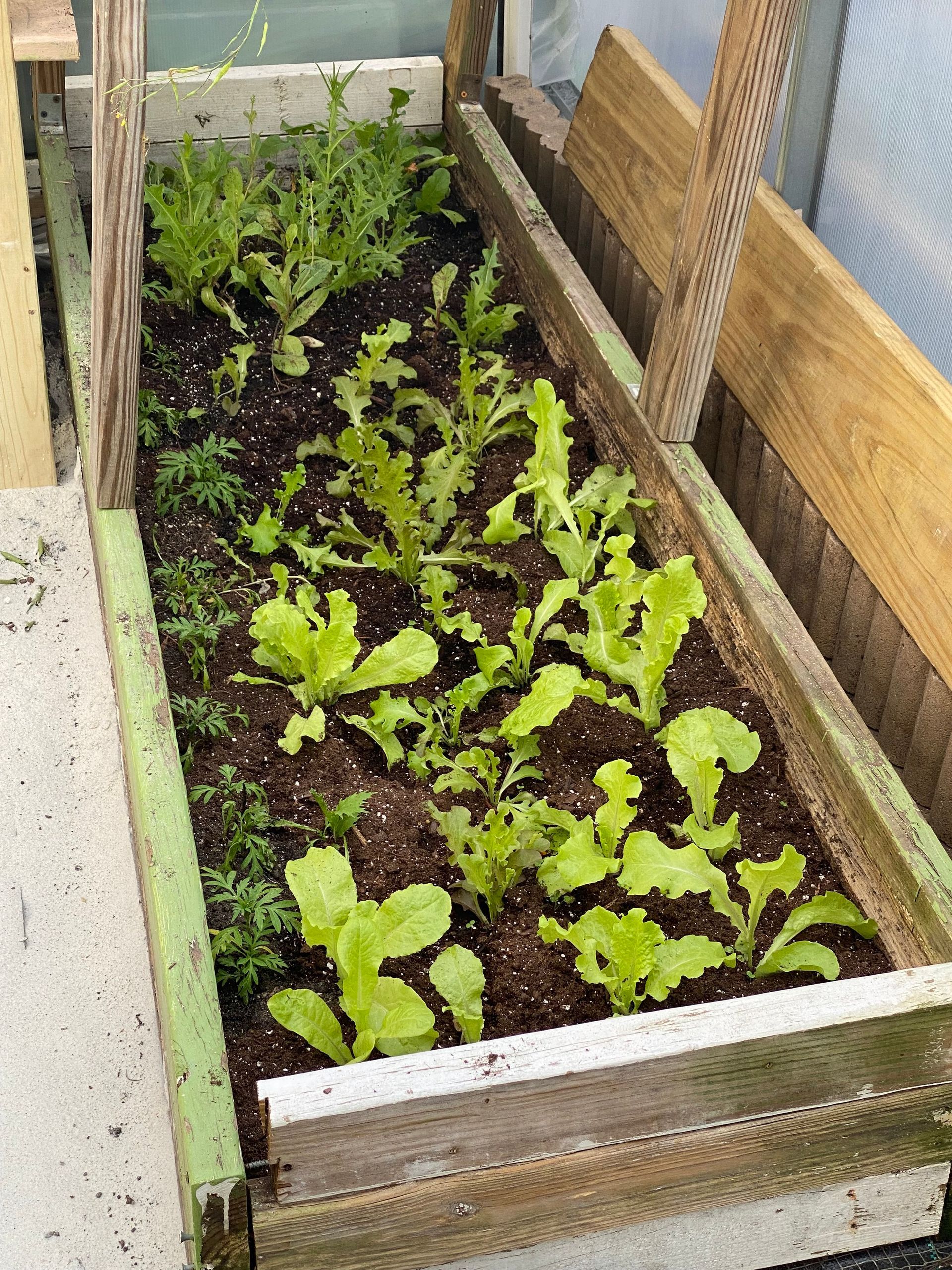 A wooden box filled with lots of green plants