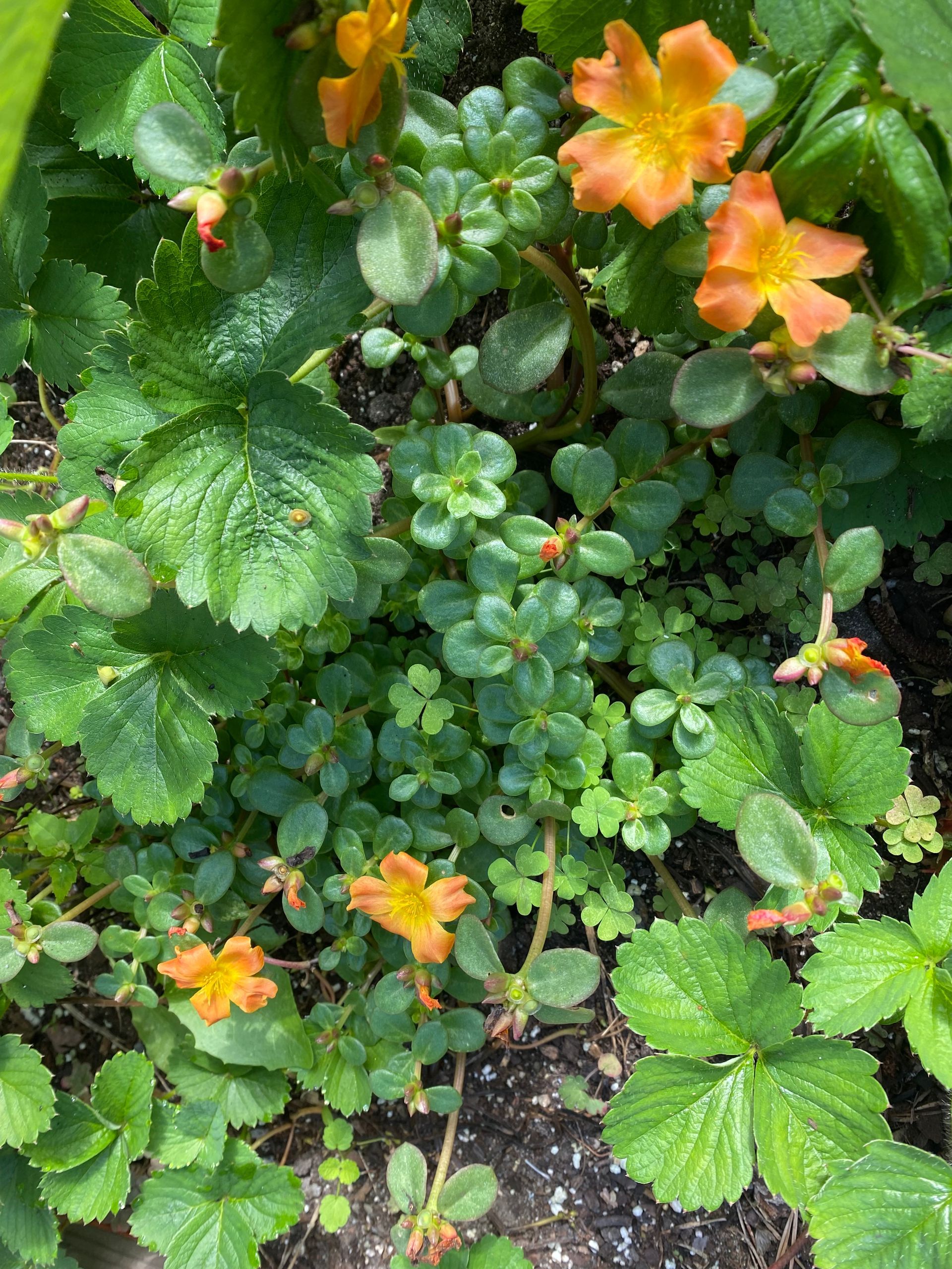 A close up of a plant with orange flowers and green leaves