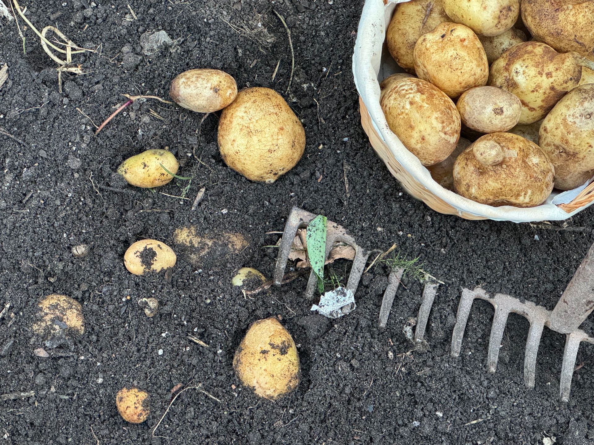 A basket of potatoes sitting on top of a pile of dirt next to a rake.
