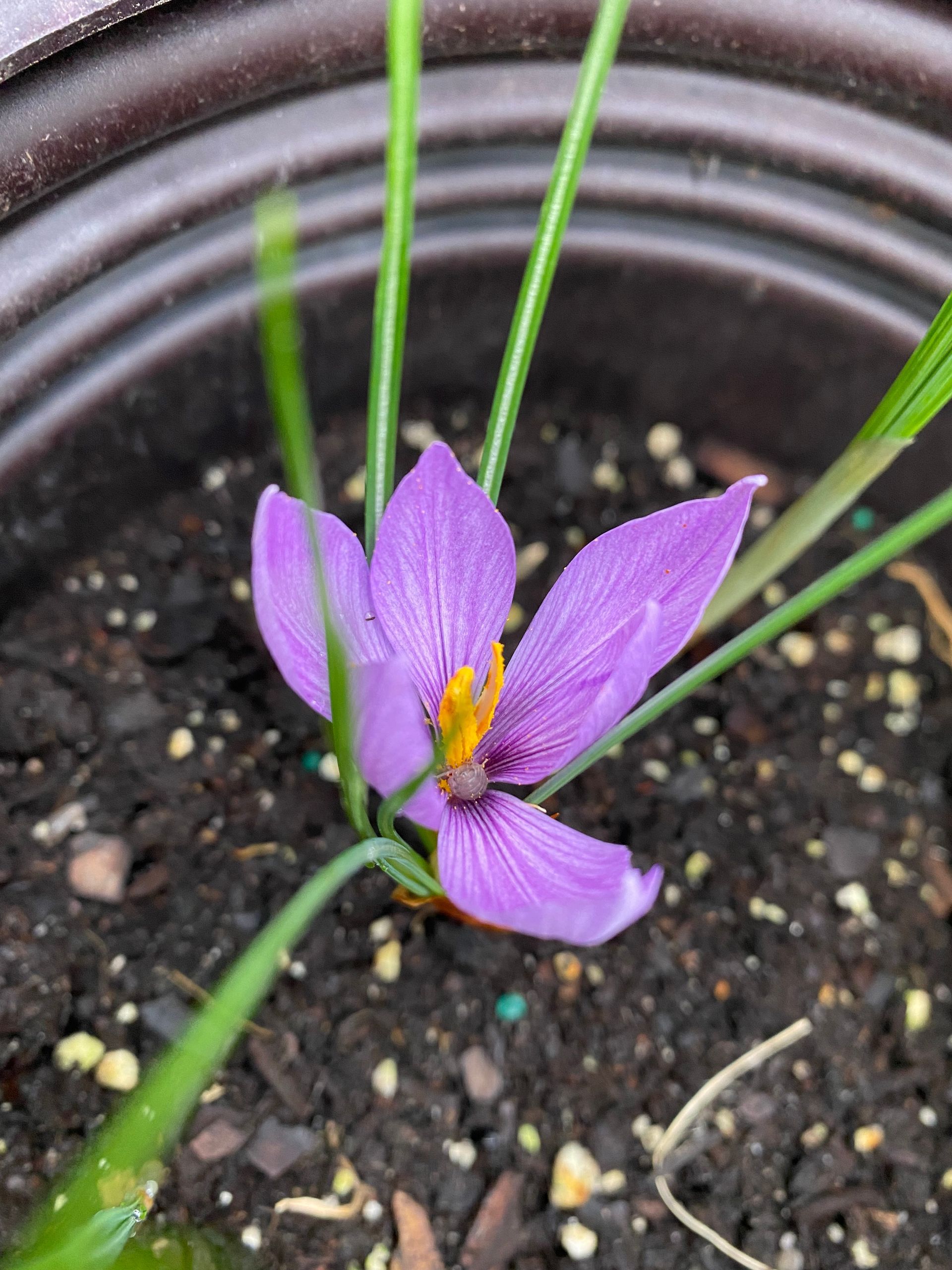A close up of a purple flower in a pot