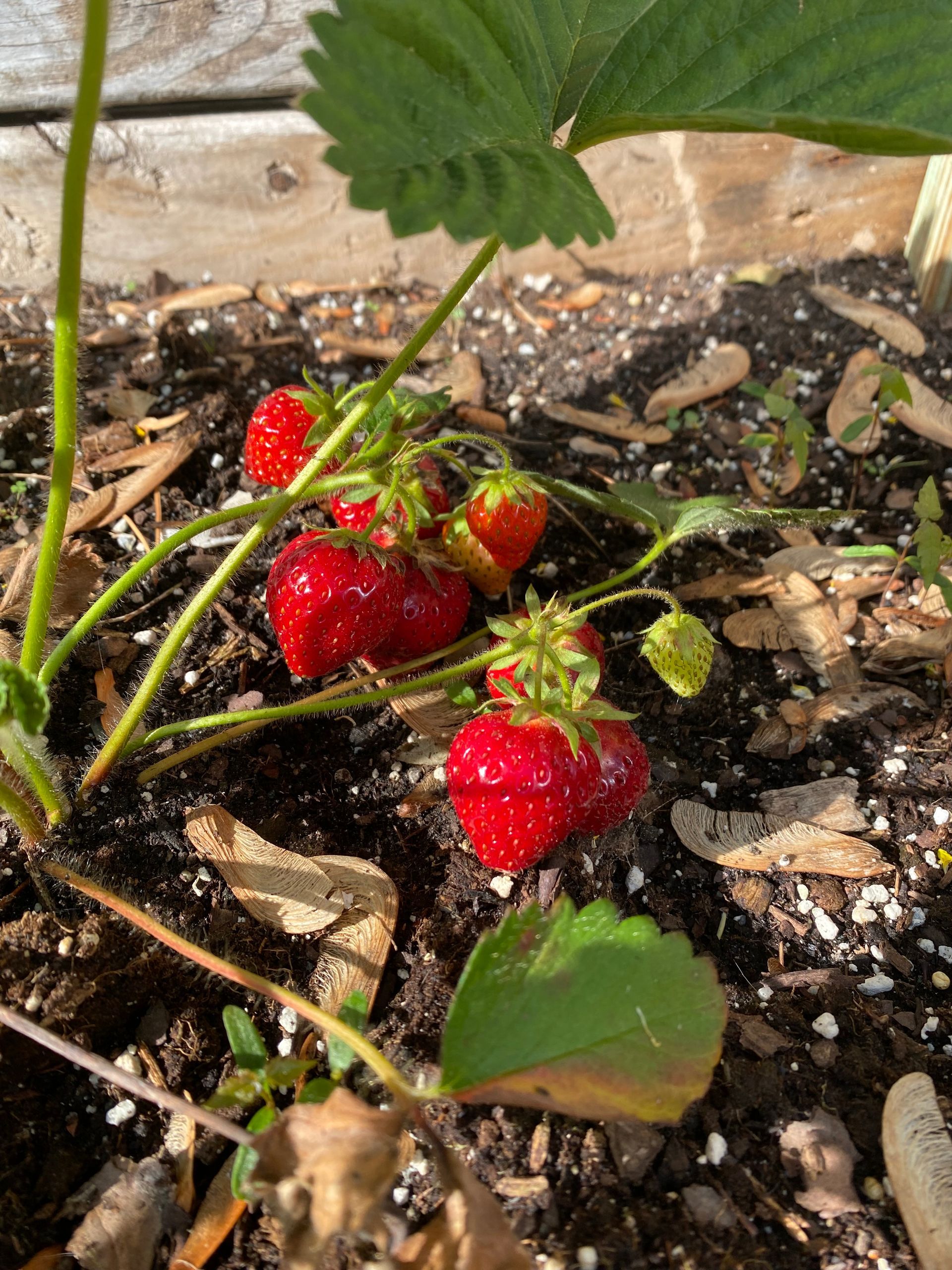 A bunch of strawberries are growing on a plant in the dirt