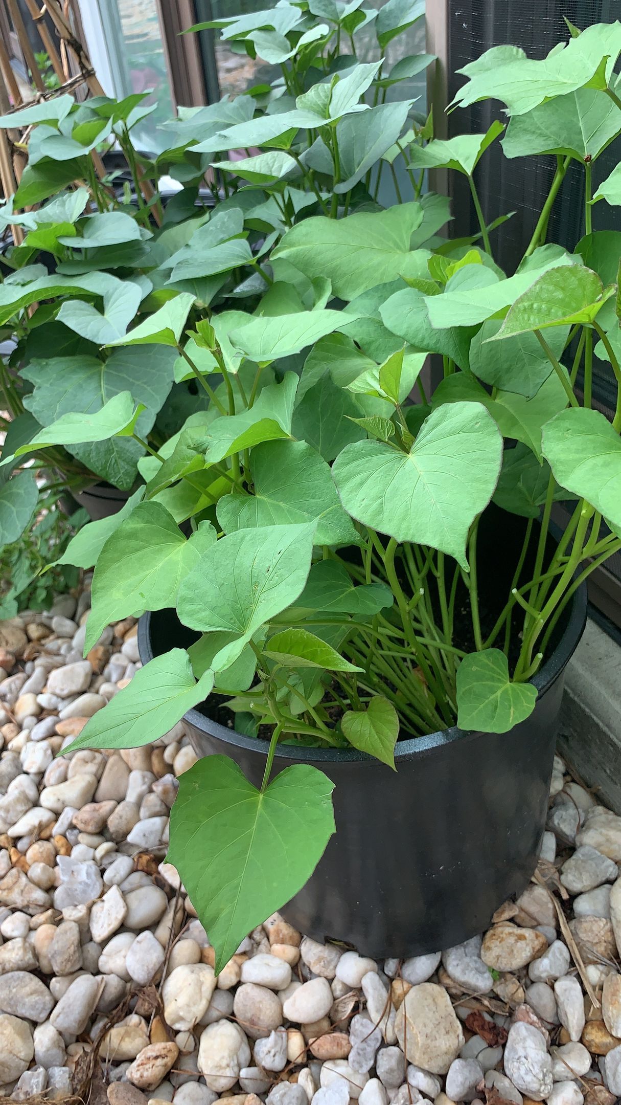 A potted plant with green leaves is sitting on top of a pile of rocks.
