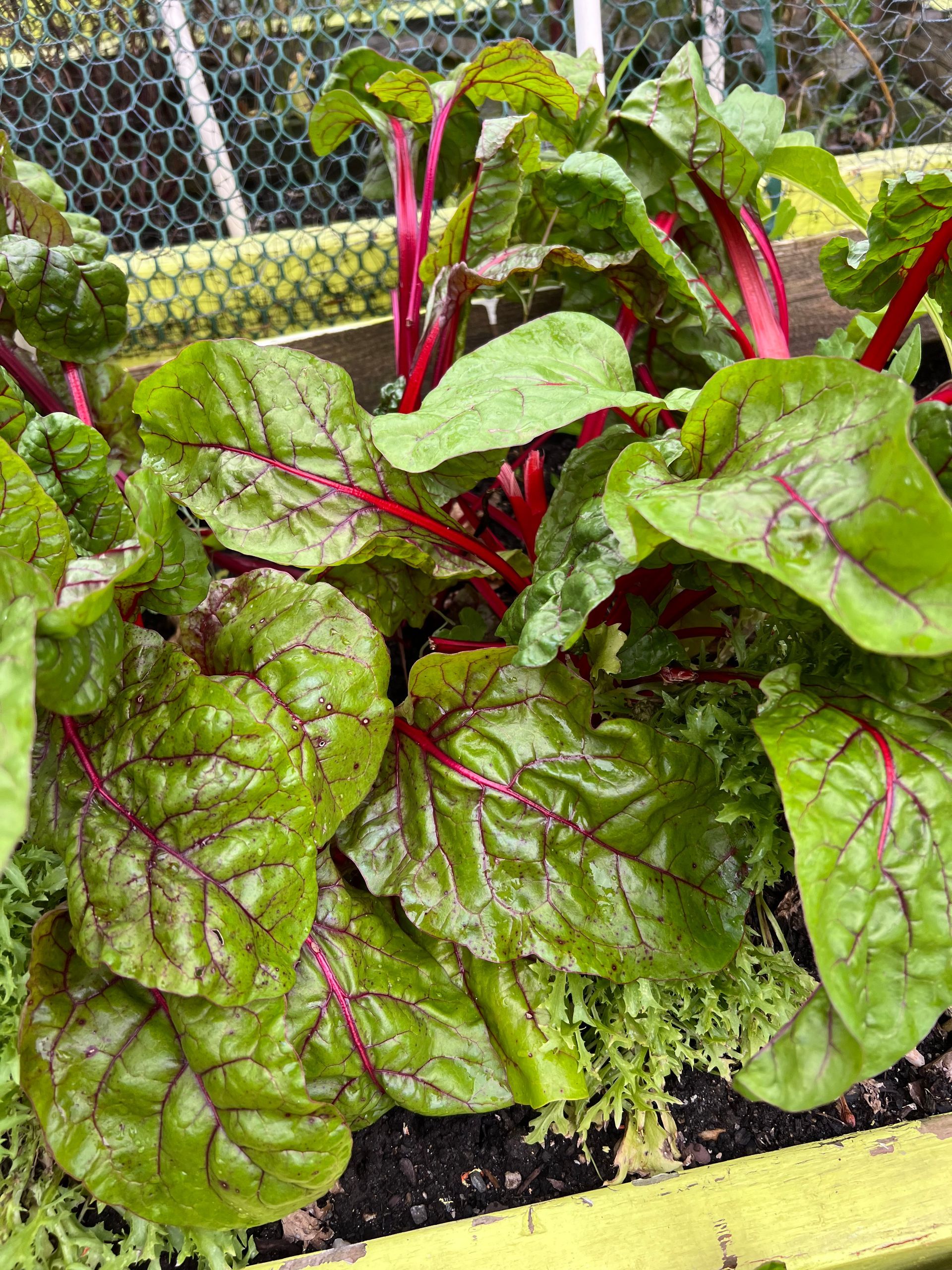 A close up of a plant with green leaves and red stems growing in a garden.