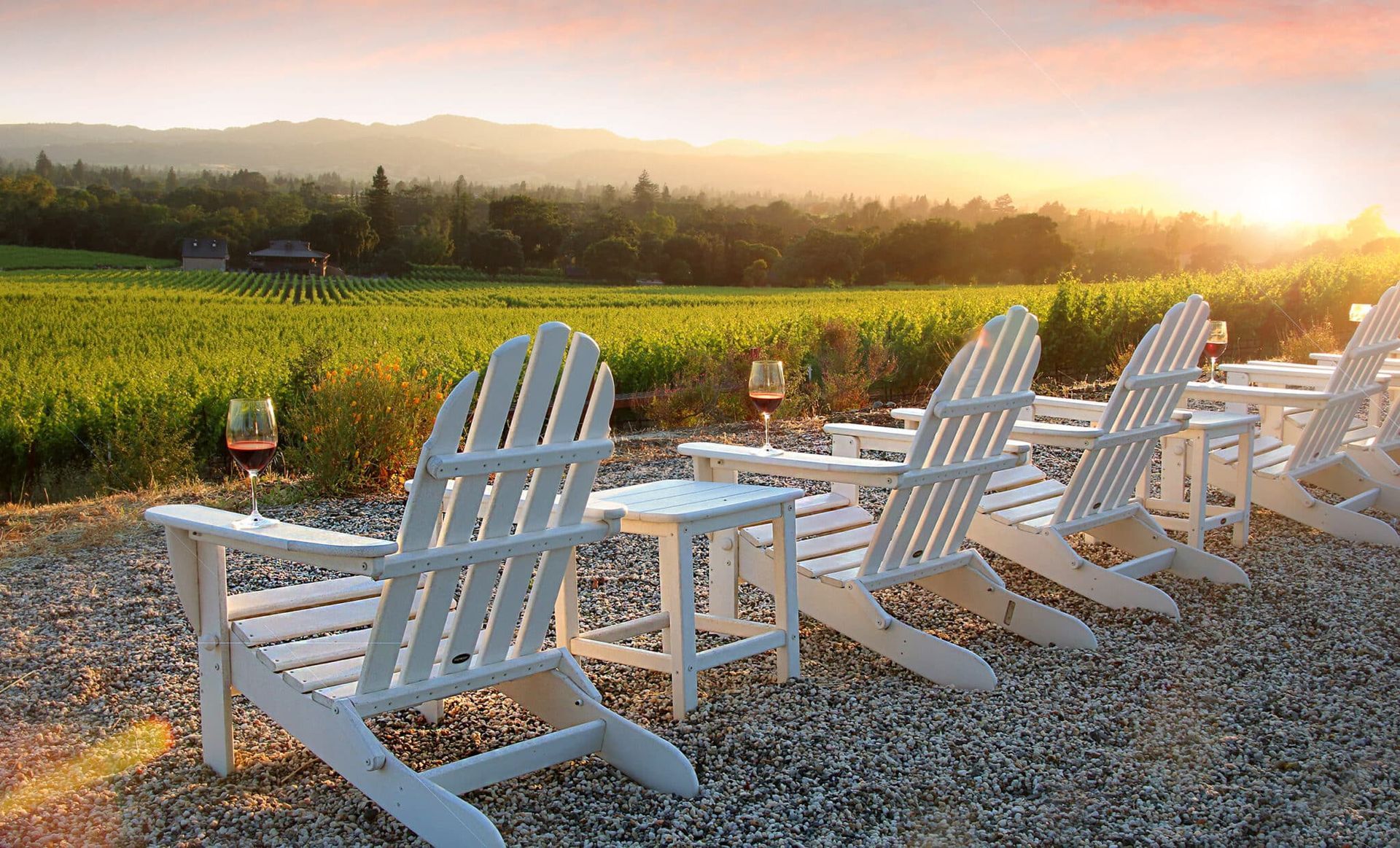A row of white adirondack chairs with wine glasses in front of a vineyard at sunset.