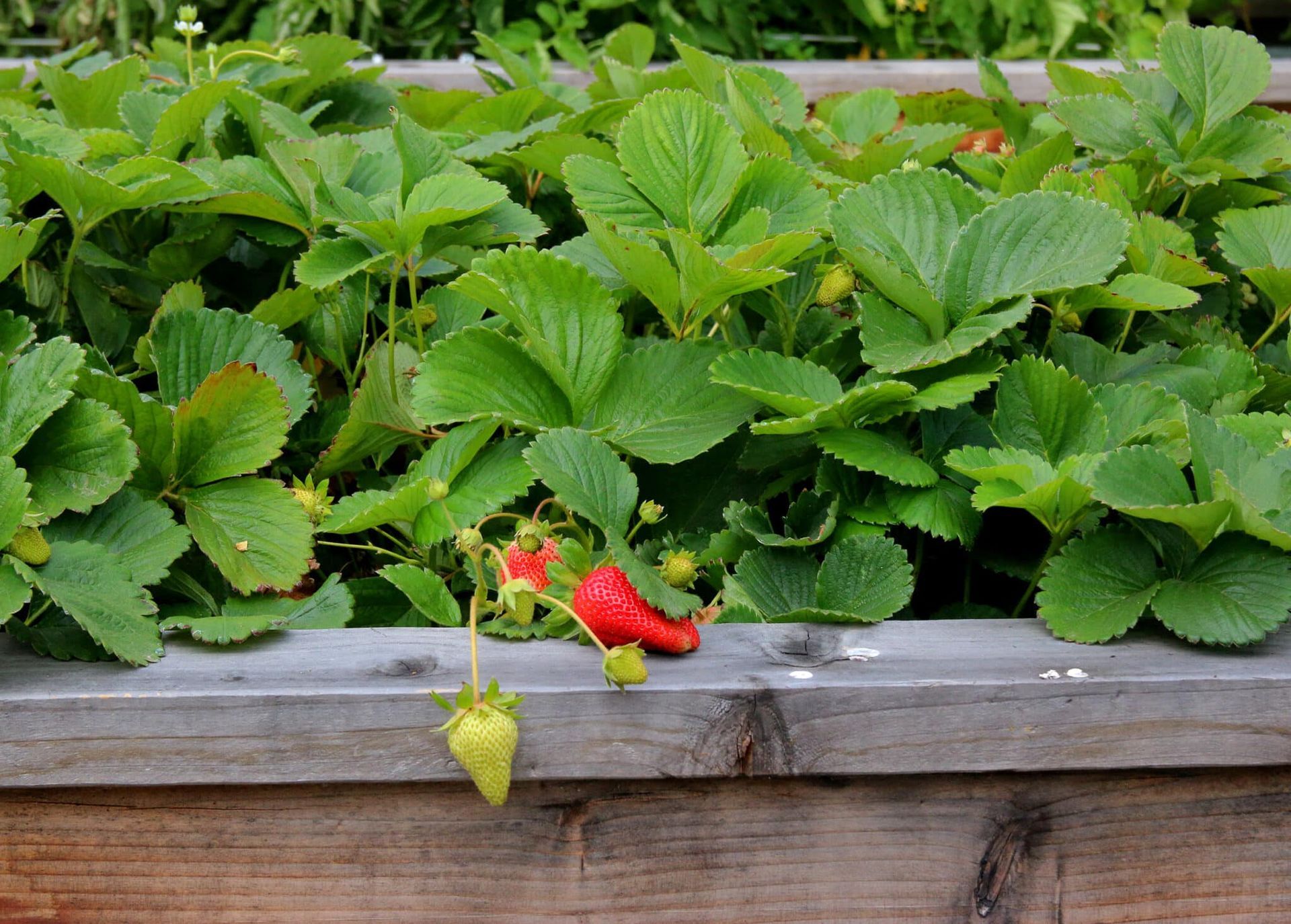 A strawberry is growing in a wooden box in a garden.