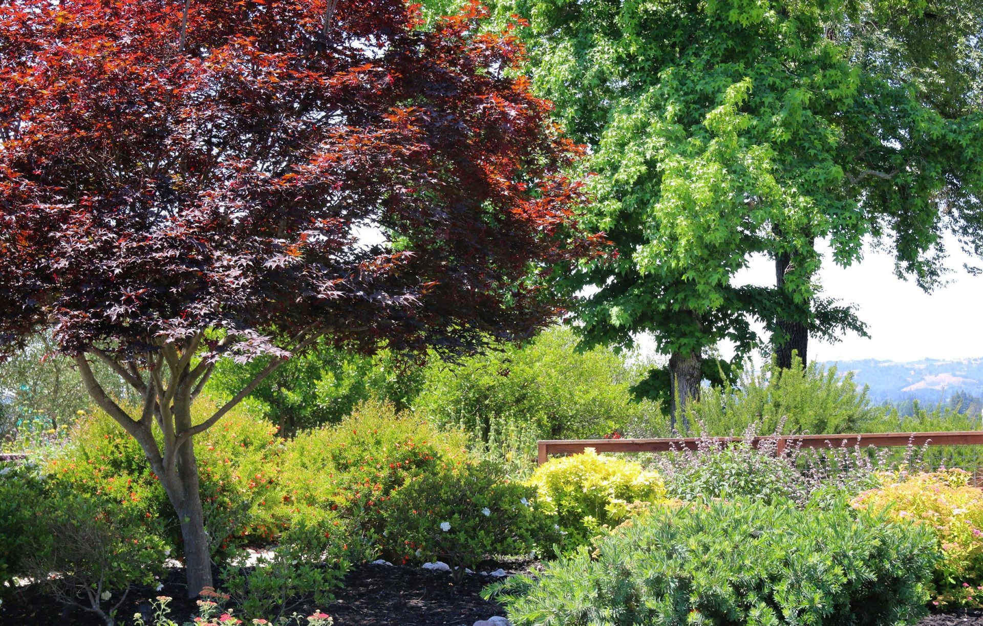 A garden with trees and bushes and a fence in the background