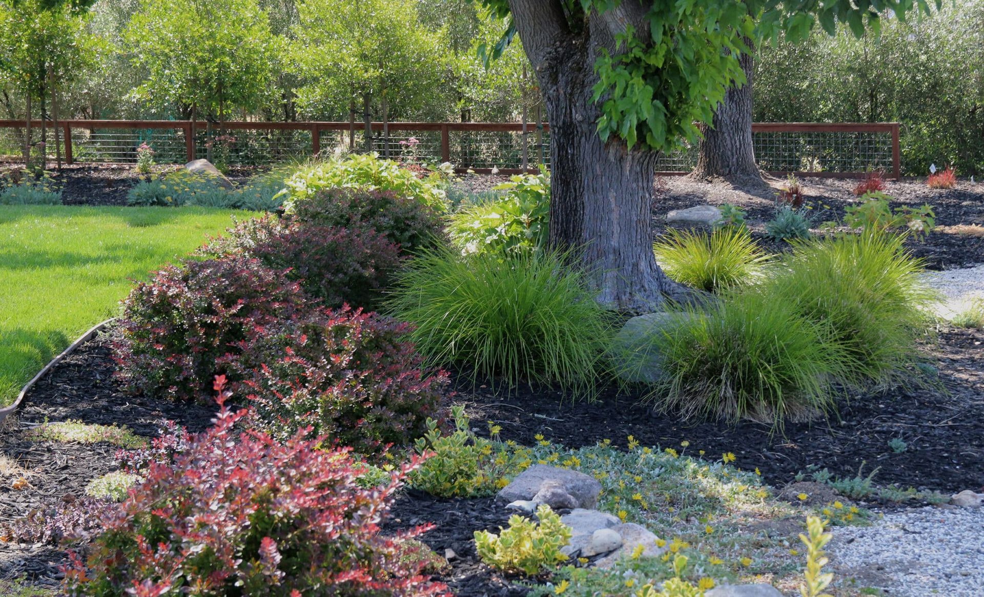 There is a tree in the middle of a garden with lots of plants.