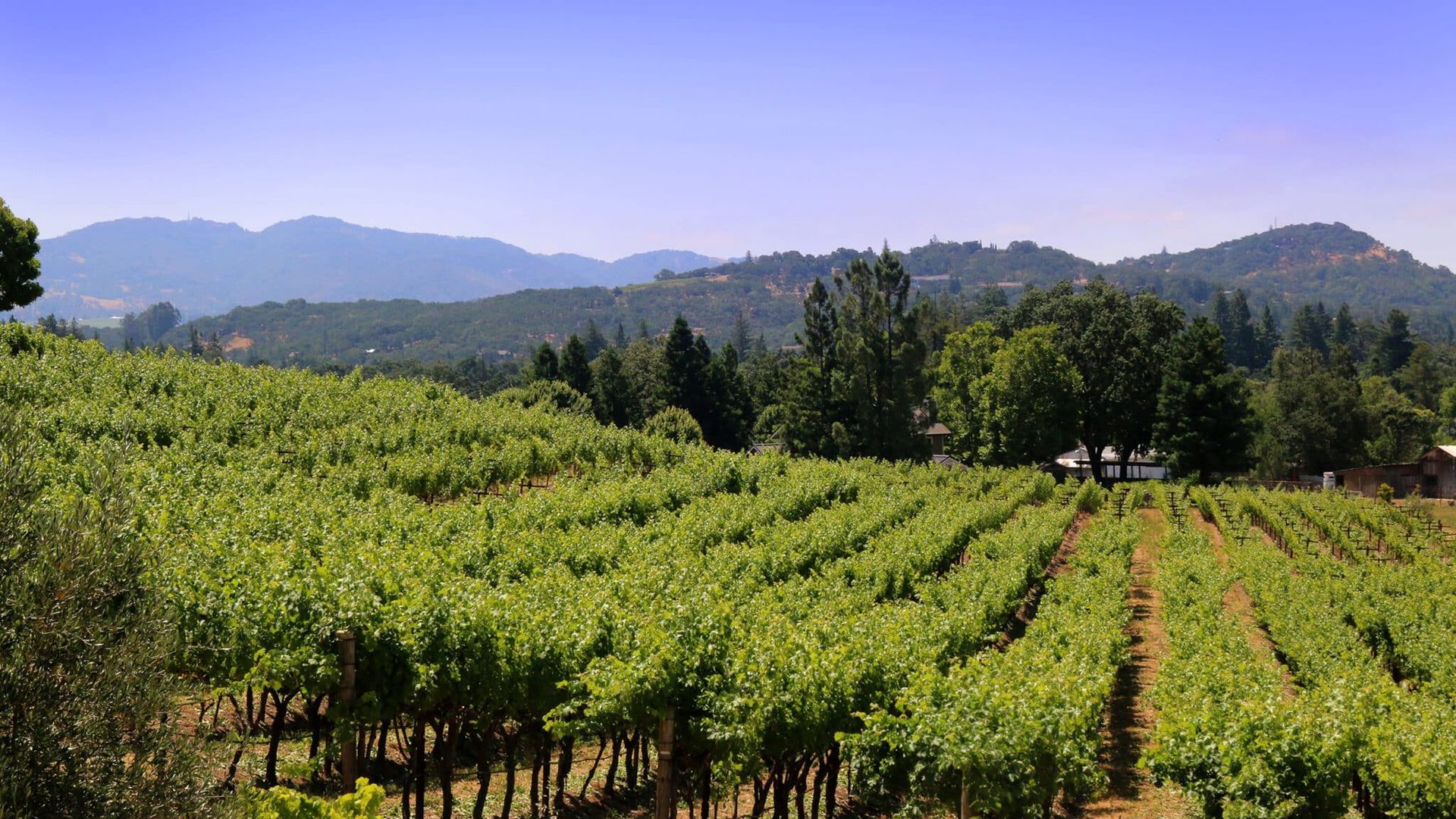 A vineyard with mountains in the background on a sunny day