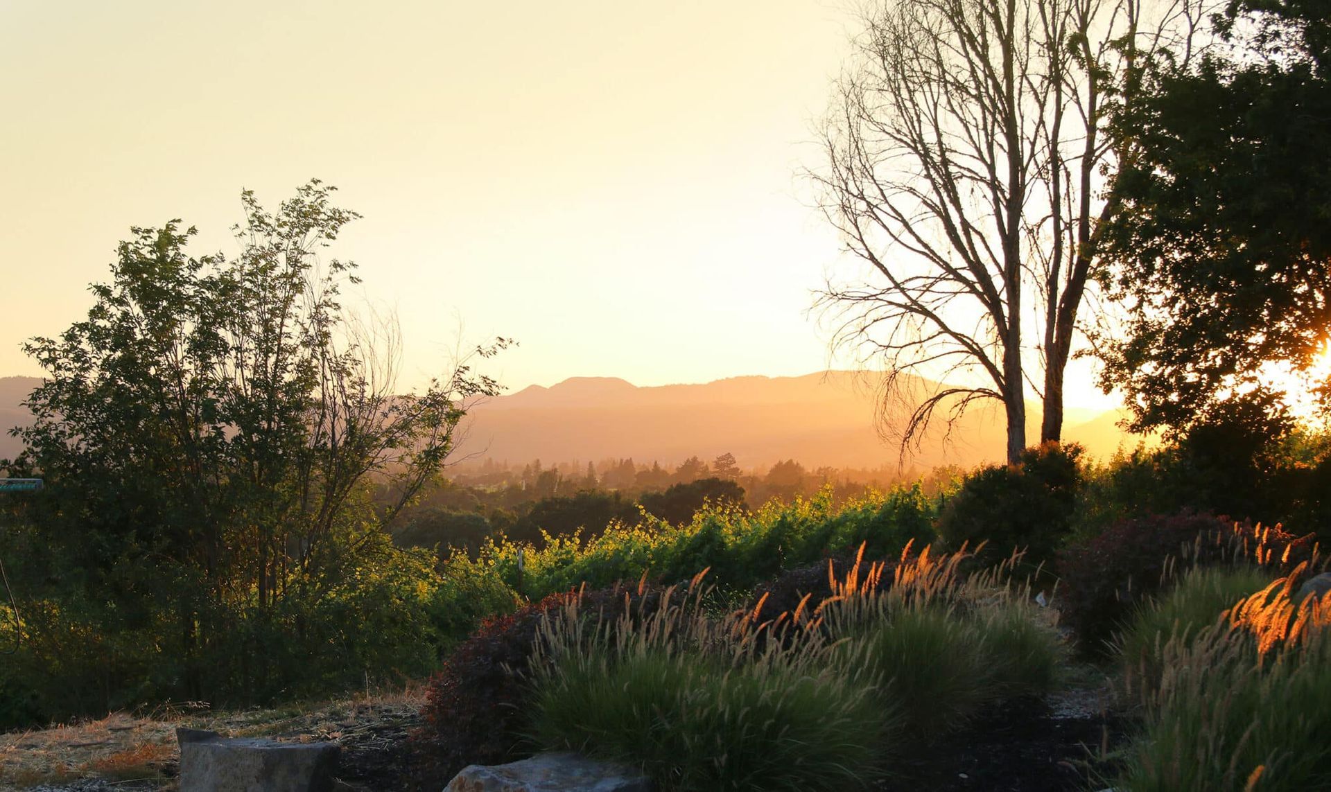 A sunset over a vineyard with mountains in the background
