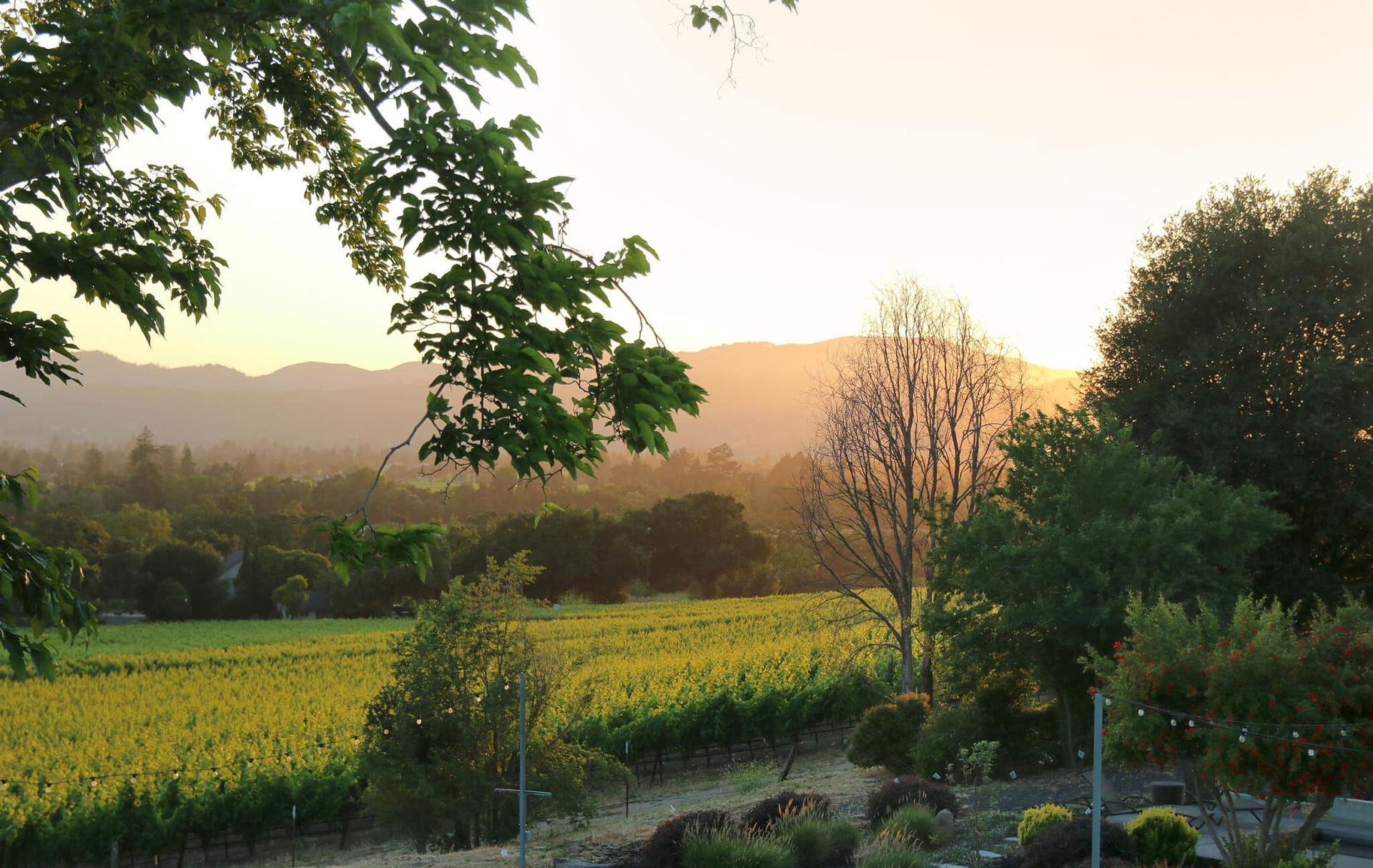 A sunset over a vineyard with mountains in the background