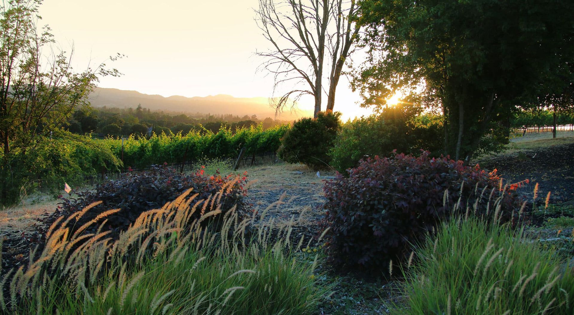 A sunset over a vineyard with trees and grass in the foreground.