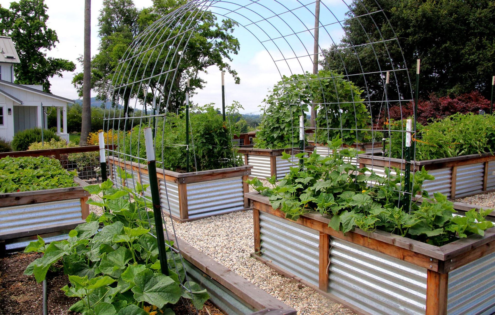 A garden with lots of plants and a greenhouse in the background