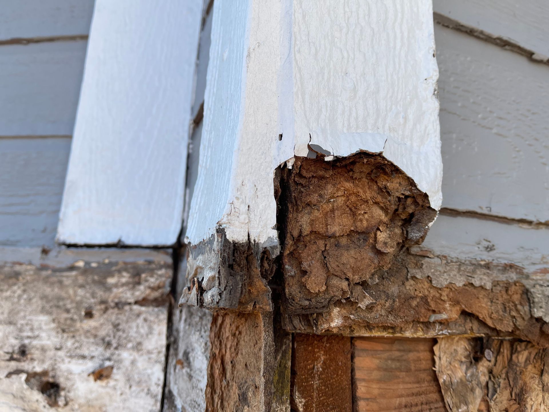A close up of a piece of wood that has been eaten by termites.