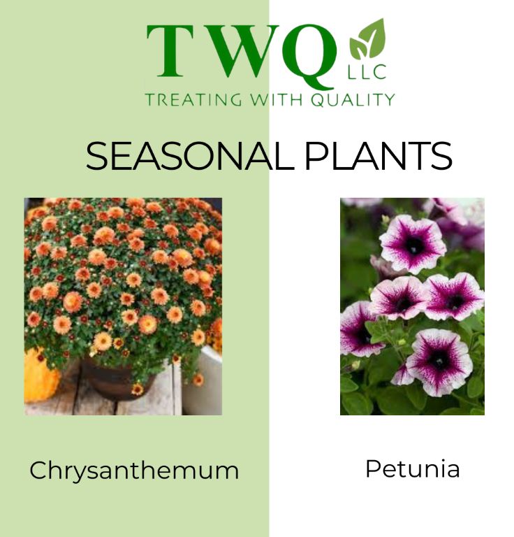 Chrysanthemum and petunia are two seasonal plants from two llc