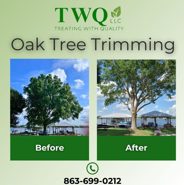 A before and after picture of an oak tree being trimmed