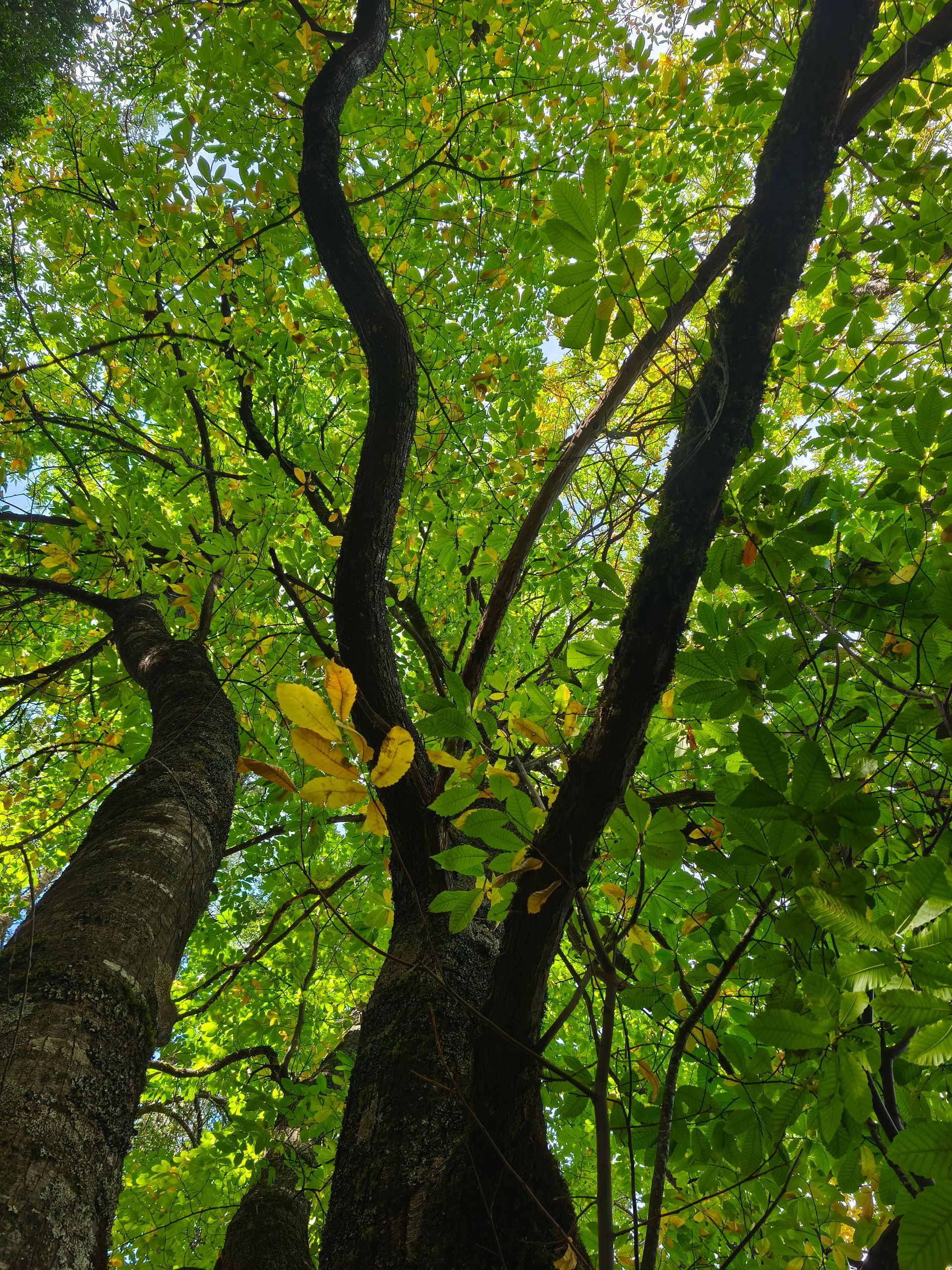 Boquillas Serie MPR Franja Rain Bird