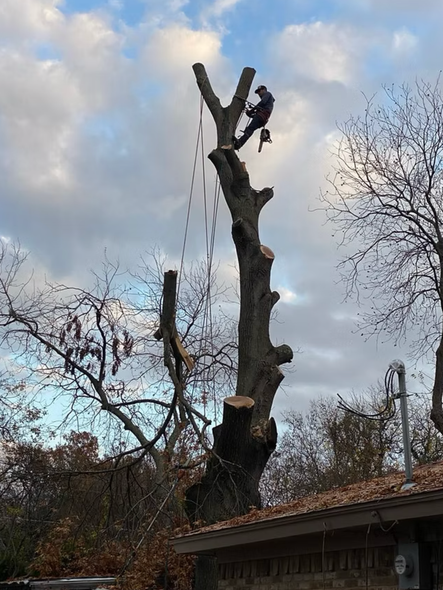 A man is climbing a tree with a chainsaw.