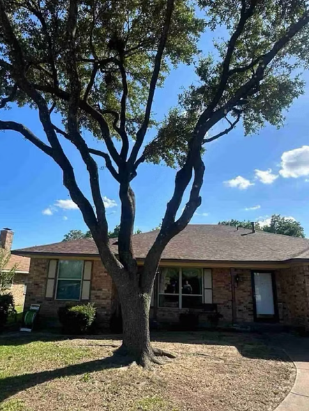 A large tree is in front of a brick house.