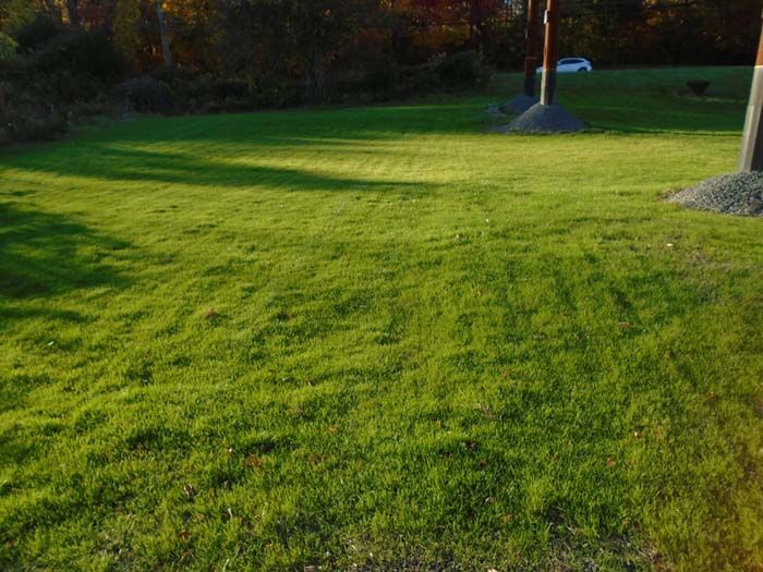 A lush green lawn with trees in the background