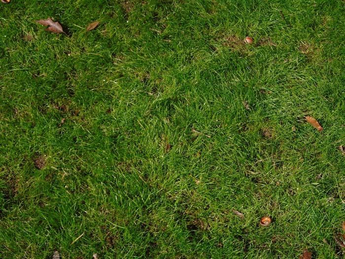 A close up of a lush green lawn with leaves on the ground.