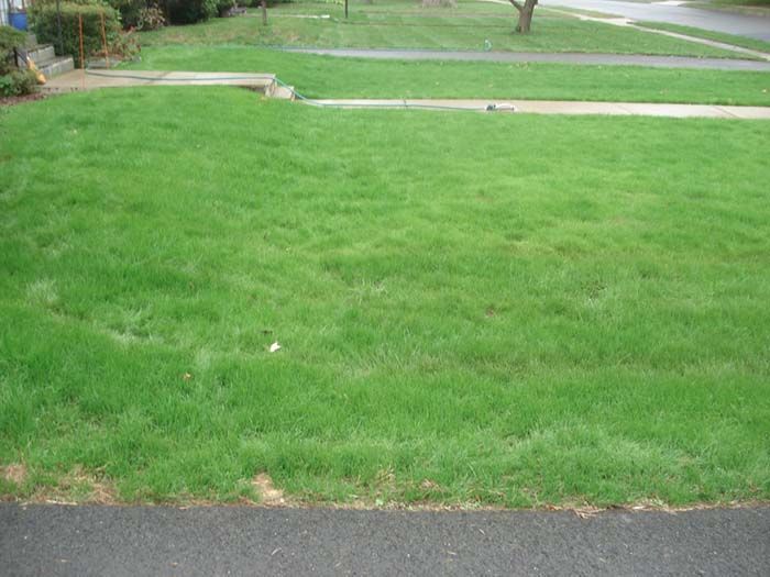 A lush green lawn with a sidewalk and a tree in the background.