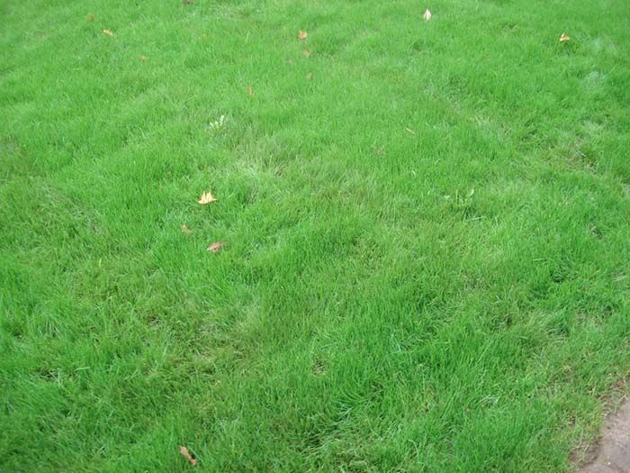 A close up of a lush green lawn with a path in the background.
