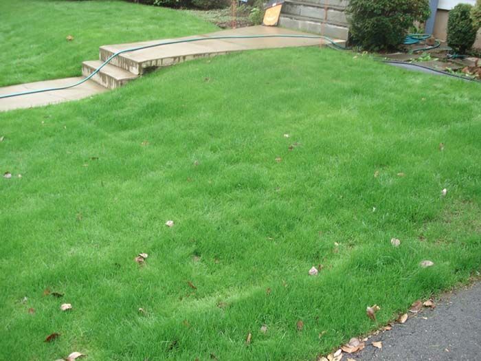 A lush green lawn with a sidewalk and stairs in the background.