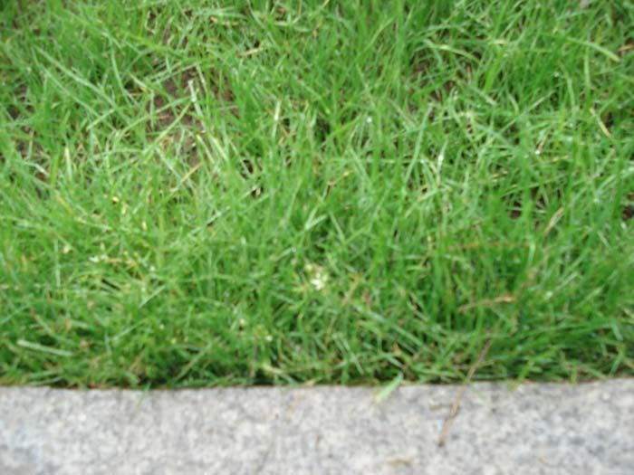 A close up of a lawn with a concrete curb in the background.