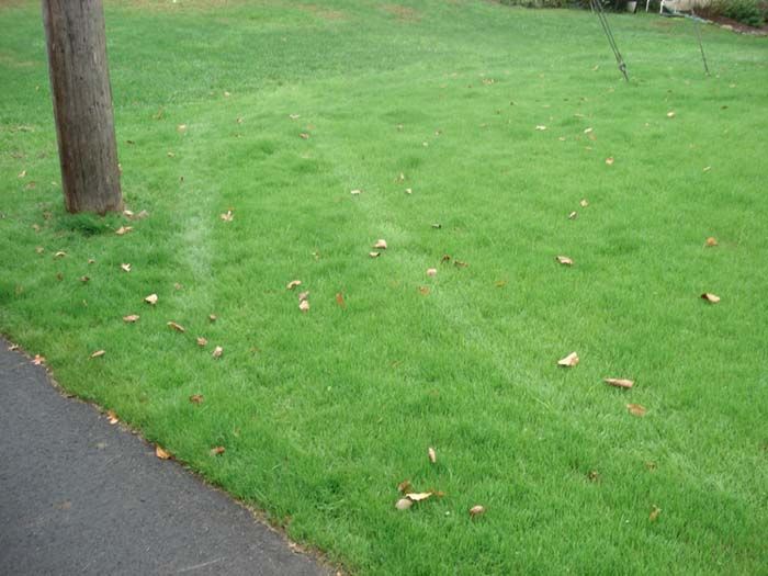 A lush green lawn with a tree in the background and leaves on the ground.